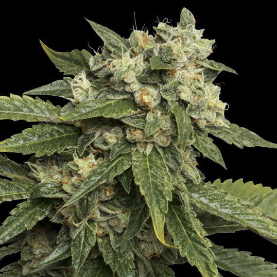 DNA Genetics Sour Kush Feminisiert