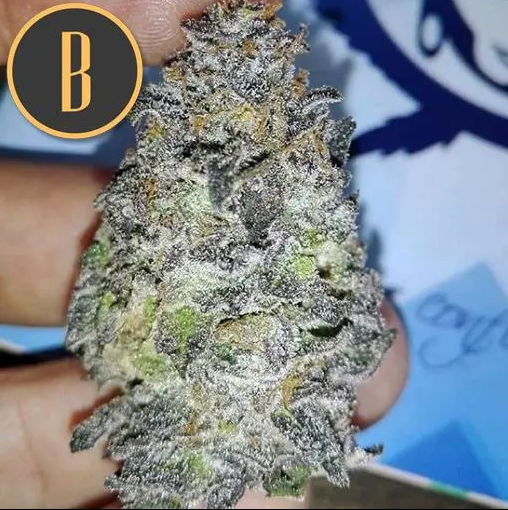 Blimburn Seeds Gelato Feminisiert