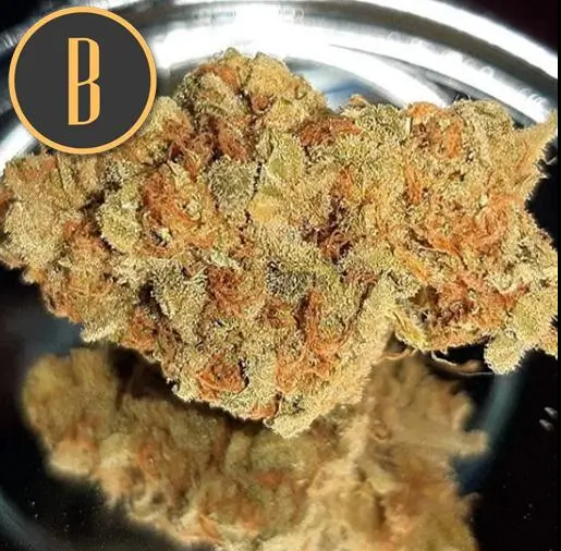 Blimburn Seeds Grizzly Purple Kush Feminisiert