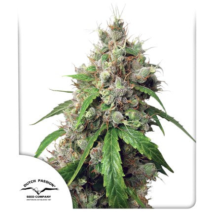 Dutch Passion Auto Euforia Feminisiert Autoflower
