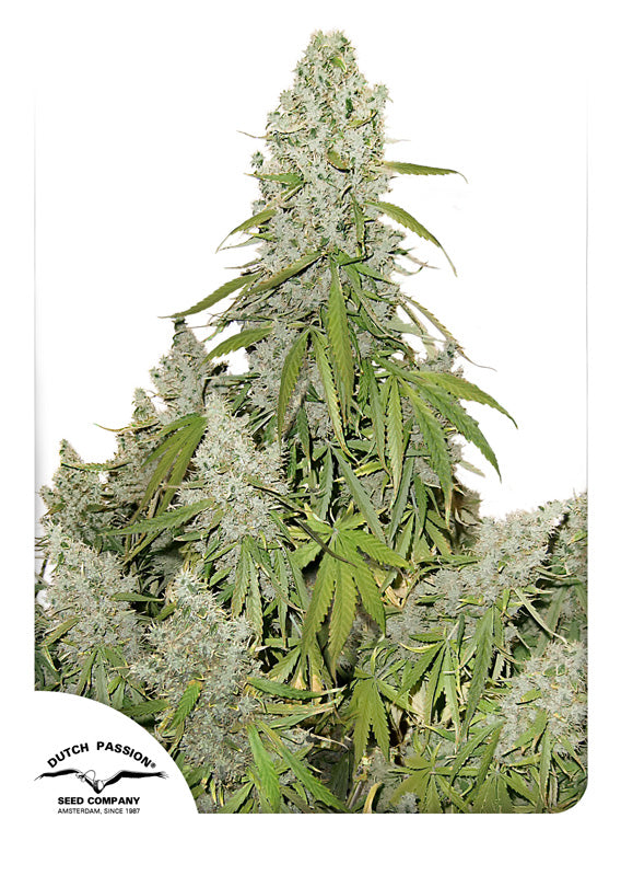 Dutch Passion Auto Ultimate Feminisierte Autoflower