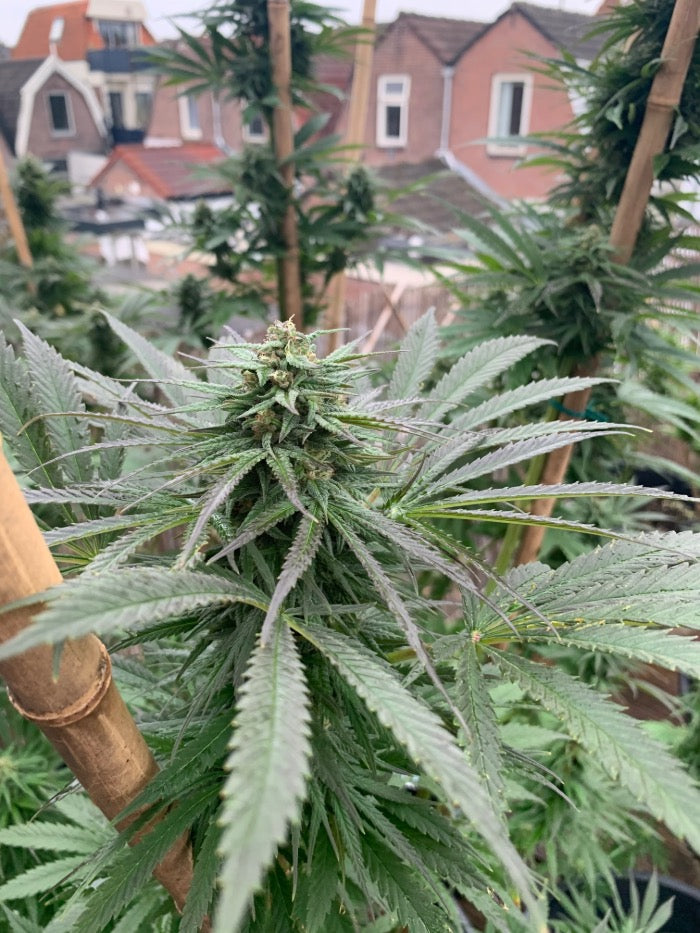 Seedstockers Zmakdaun, Feminisiert Outdoor, 3 Stk