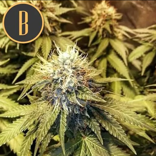 Blimburn Seeds Narcosis Feminisiert