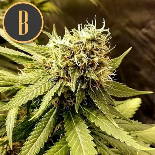 Blimburn Seeds Narcosis Feminisiert