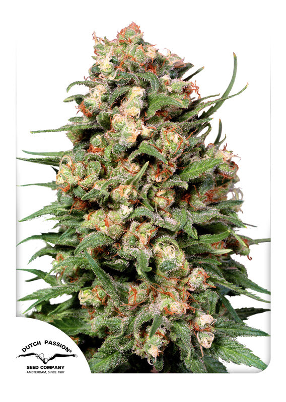 Dutch Passion Skunk 1 Regular