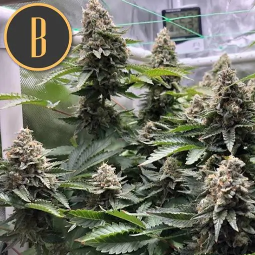 Blimburn Seeds OG's Kush Feminisiert