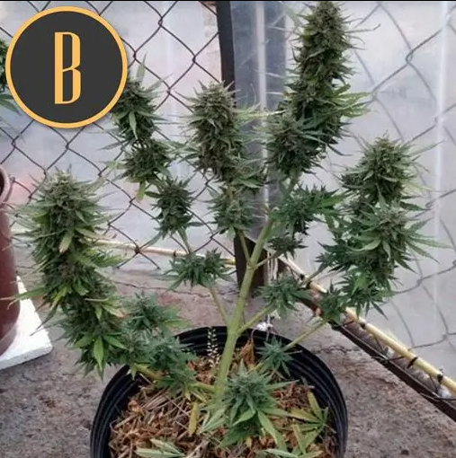 Blimburn Seeds Orient Auto Feminisiert Autoflower