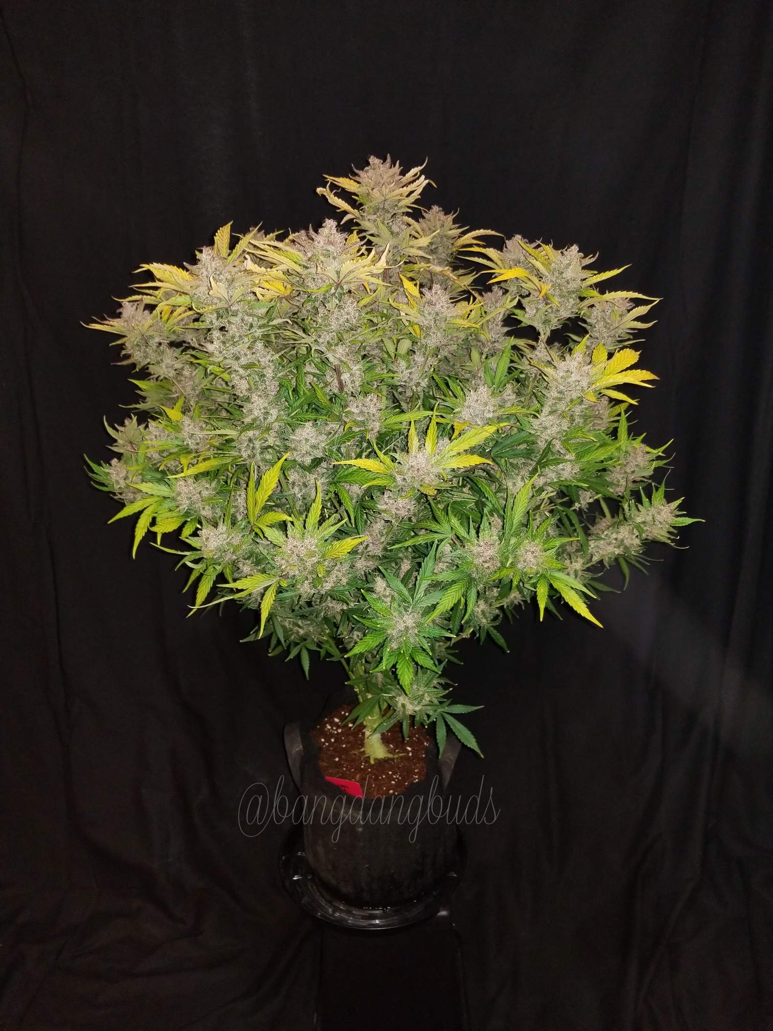 Fast Buds C4 Matic Auto Feminisiert Autoflower