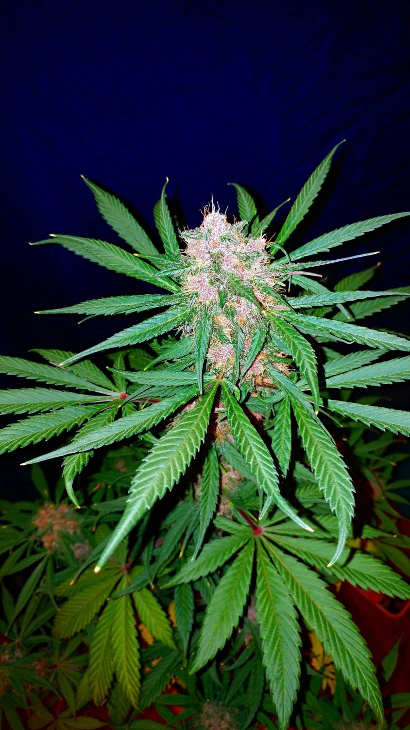 Fast Buds C4 Matic Auto Feminisiert Autoflower