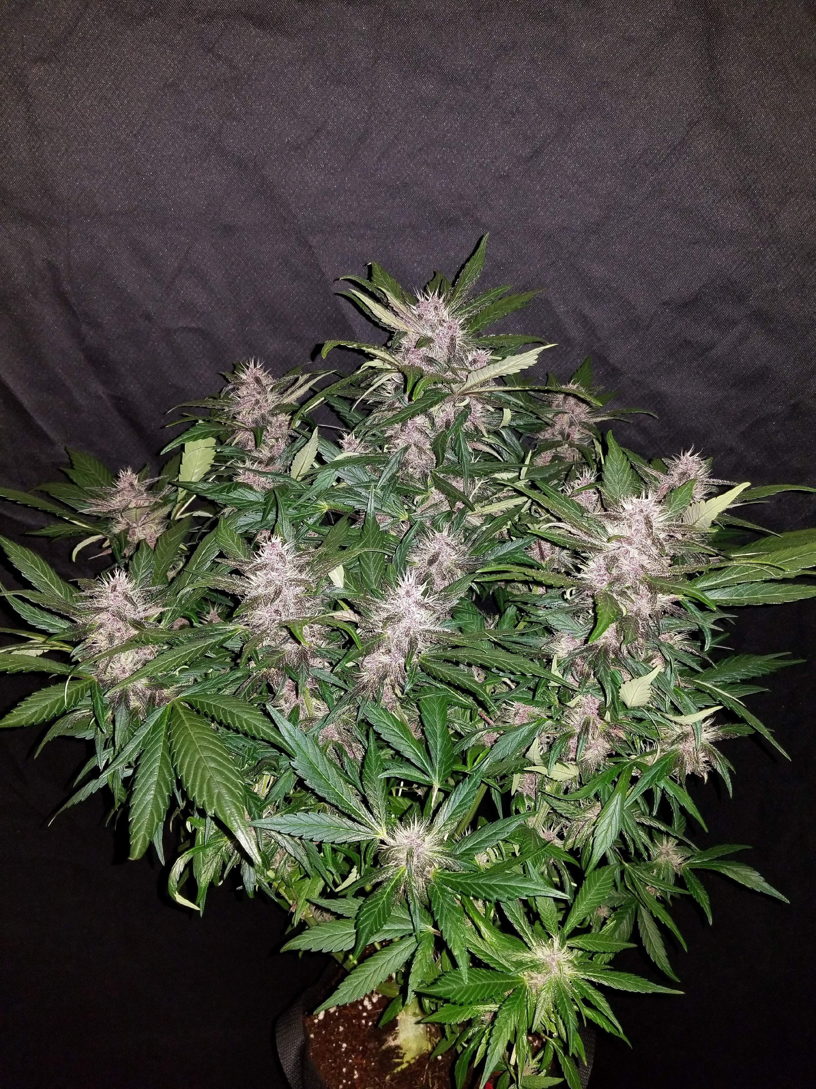 Fast Buds C4 Matic Auto Feminisiert Autoflower