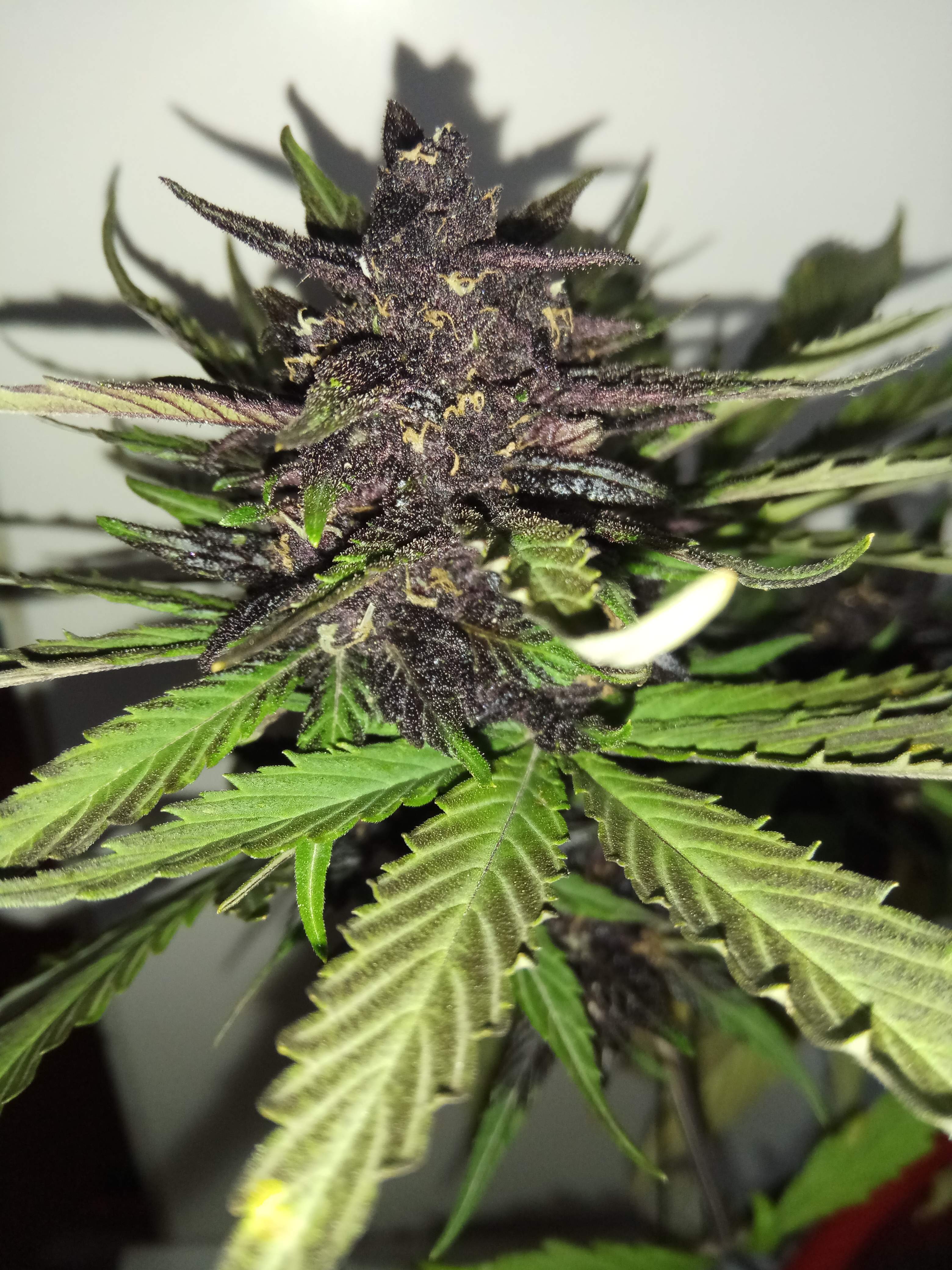 Fast Buds C4 Matic Auto Feminisiert Autoflower