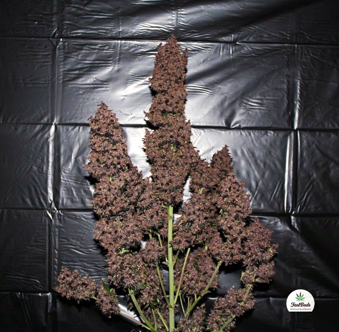Fast Buds C4 Matic Auto Feminisiert Autoflower