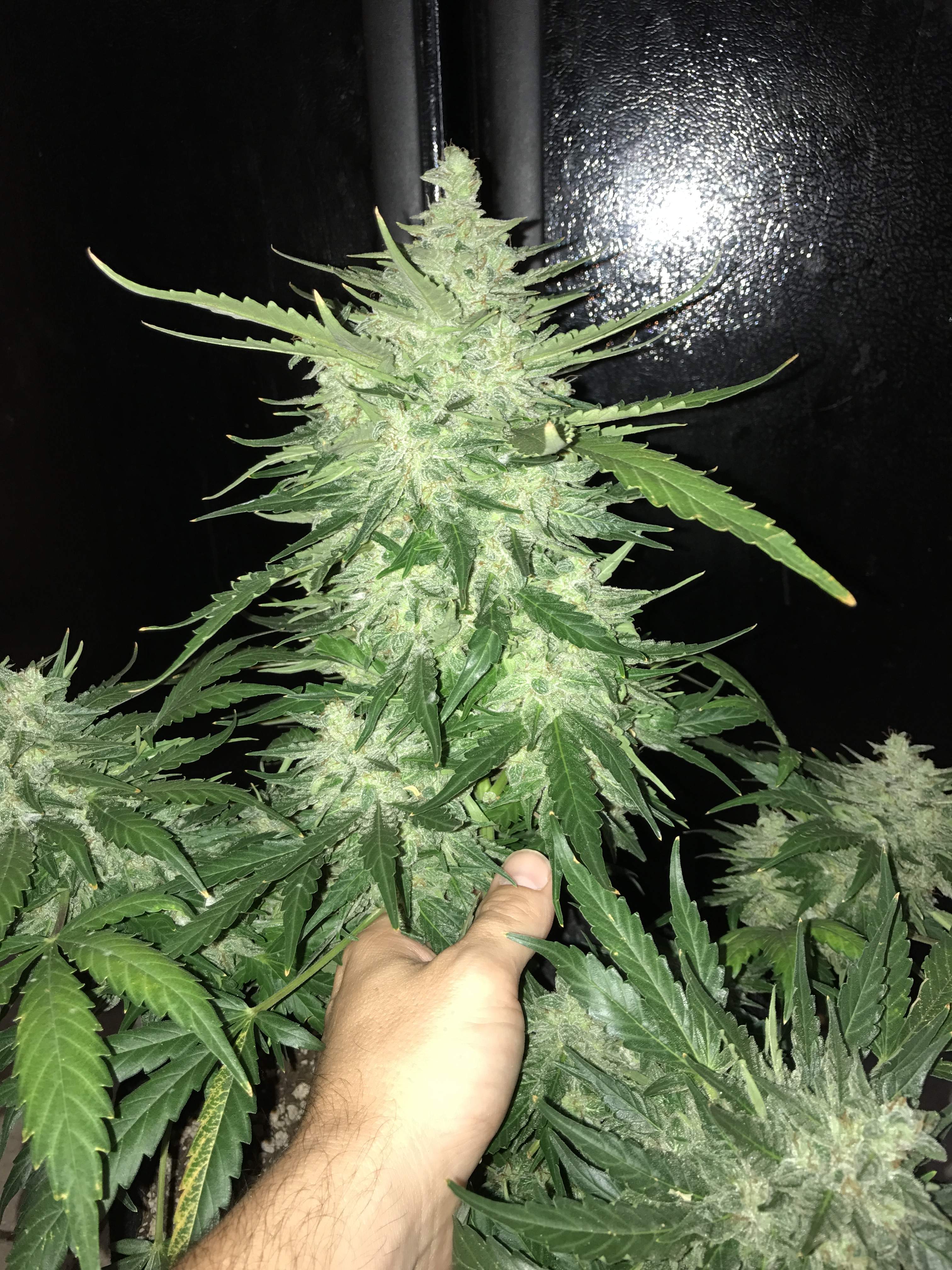 Fast Buds CBD Crack Auto Feminisiert Autoflower