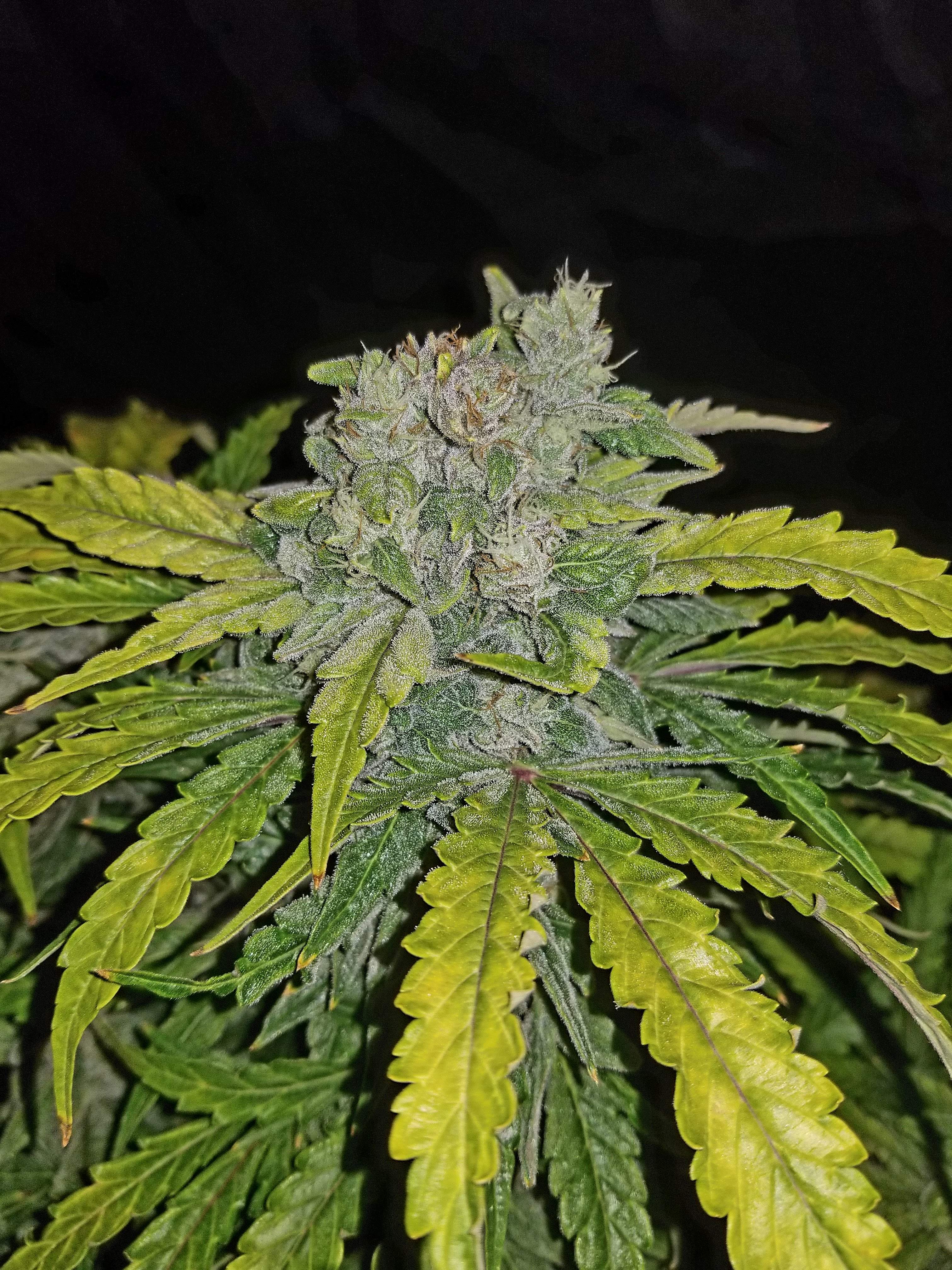 Fast Buds CBD Crack Auto Feminisiert Autoflower