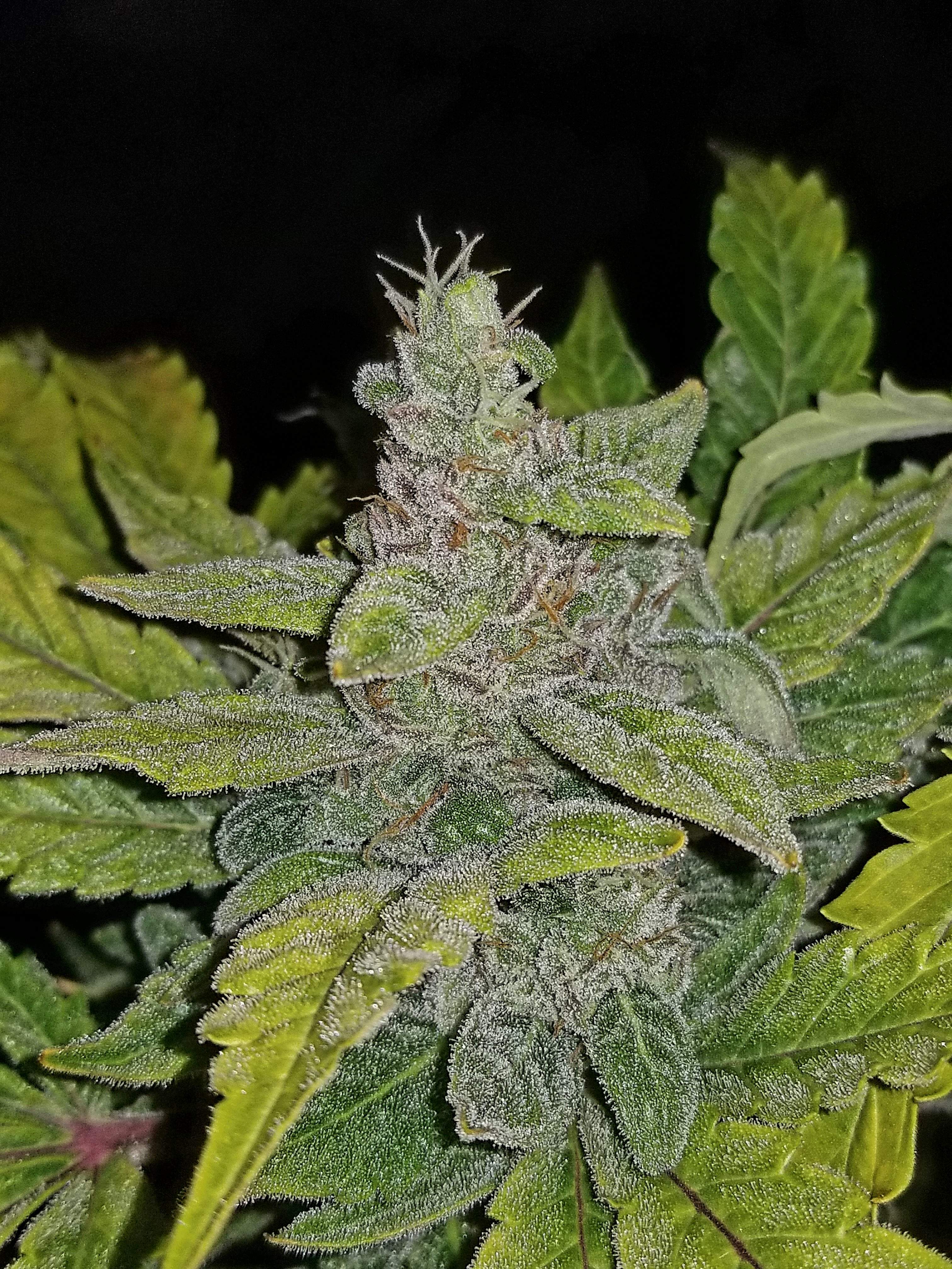 Fast Buds CBD Crack Auto Feminisiert Autoflower