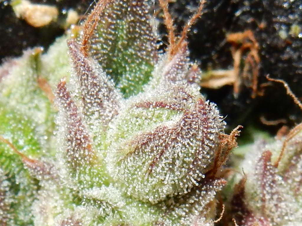 Fast Buds CBD Crack Auto Feminisiert Autoflower
