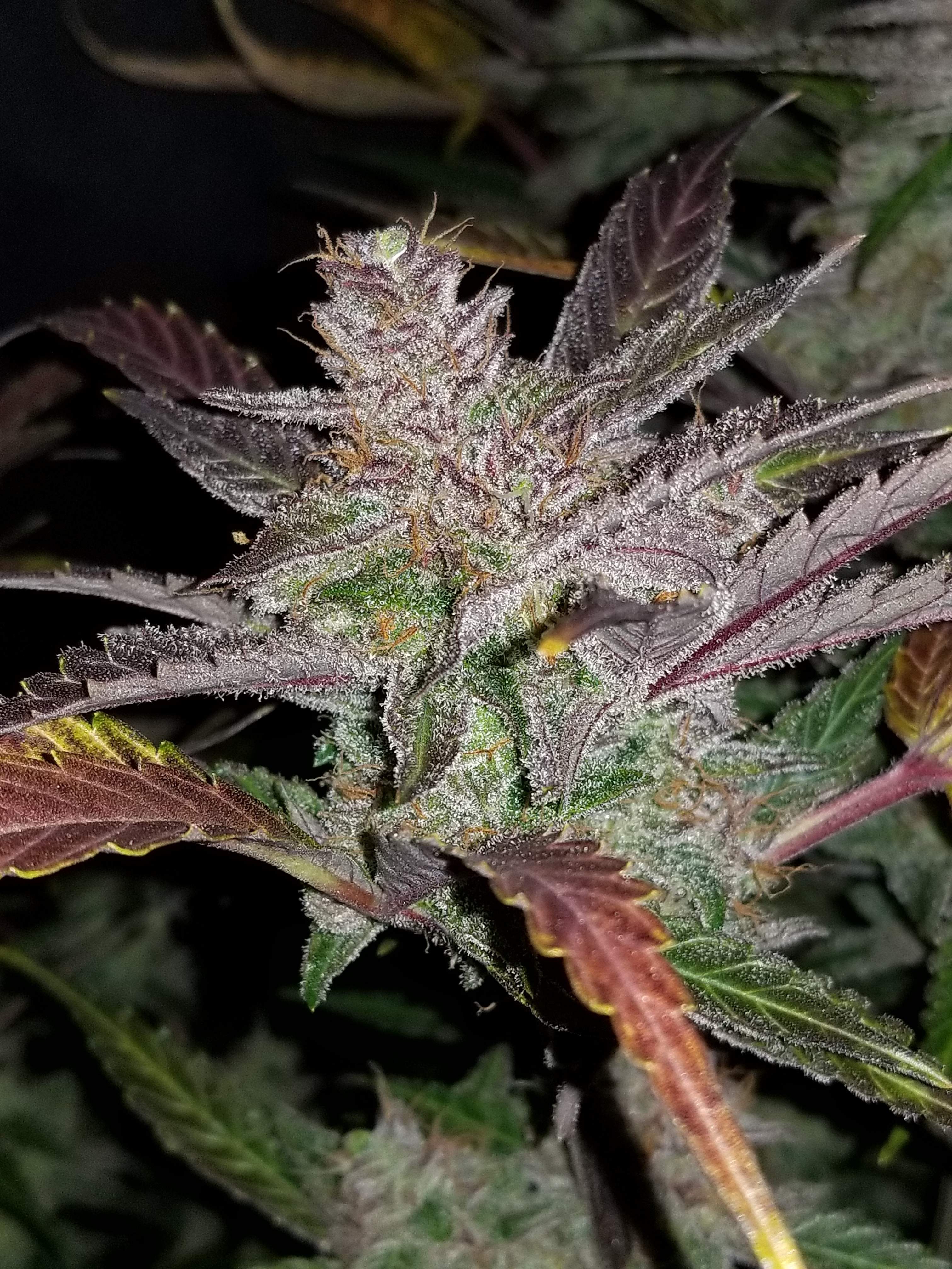 Fast Buds Cream Cookies Auto Feminisiert Autoflower