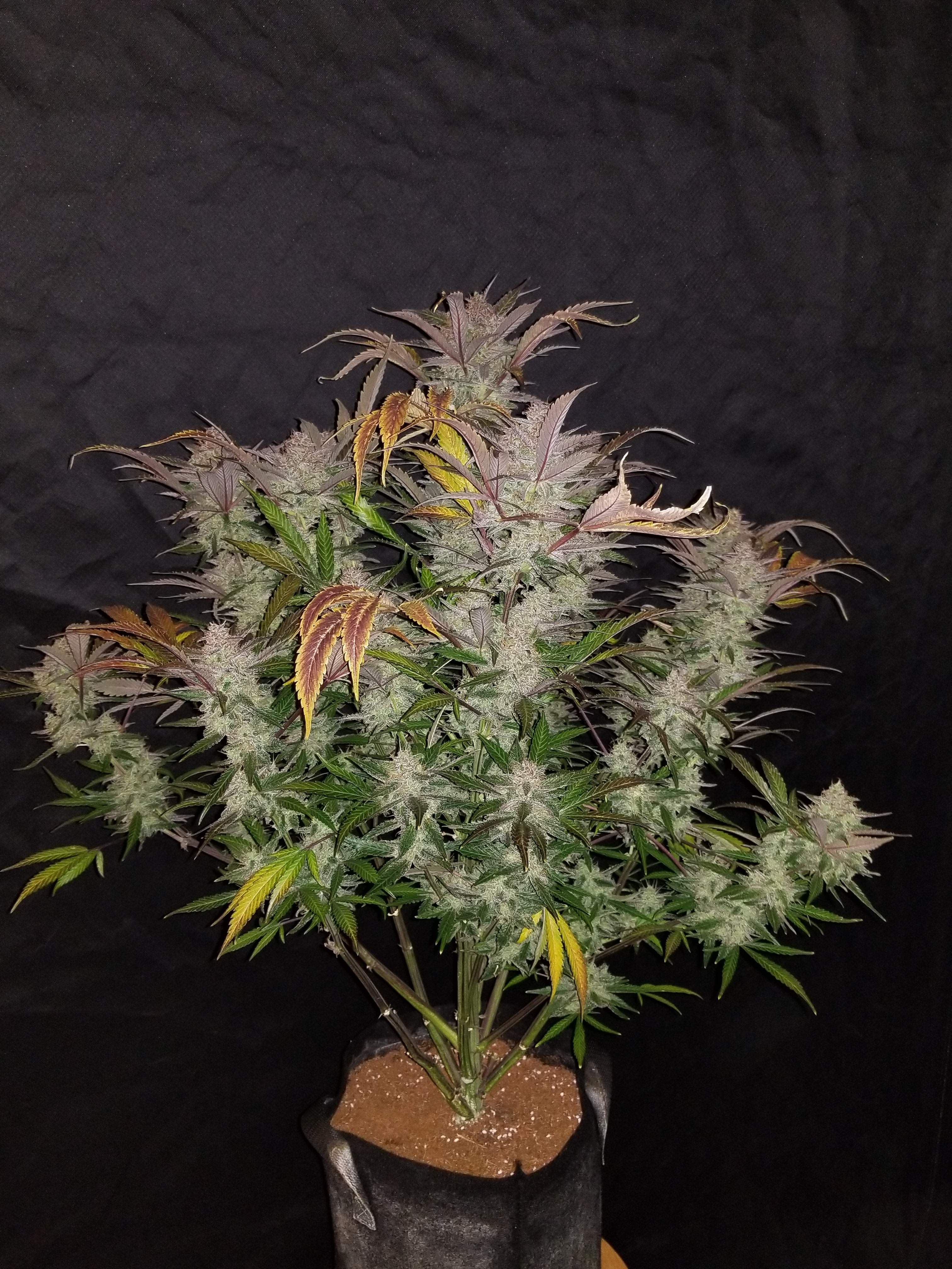 Fast Buds Cream Cookies Auto Feminisiert Autoflower