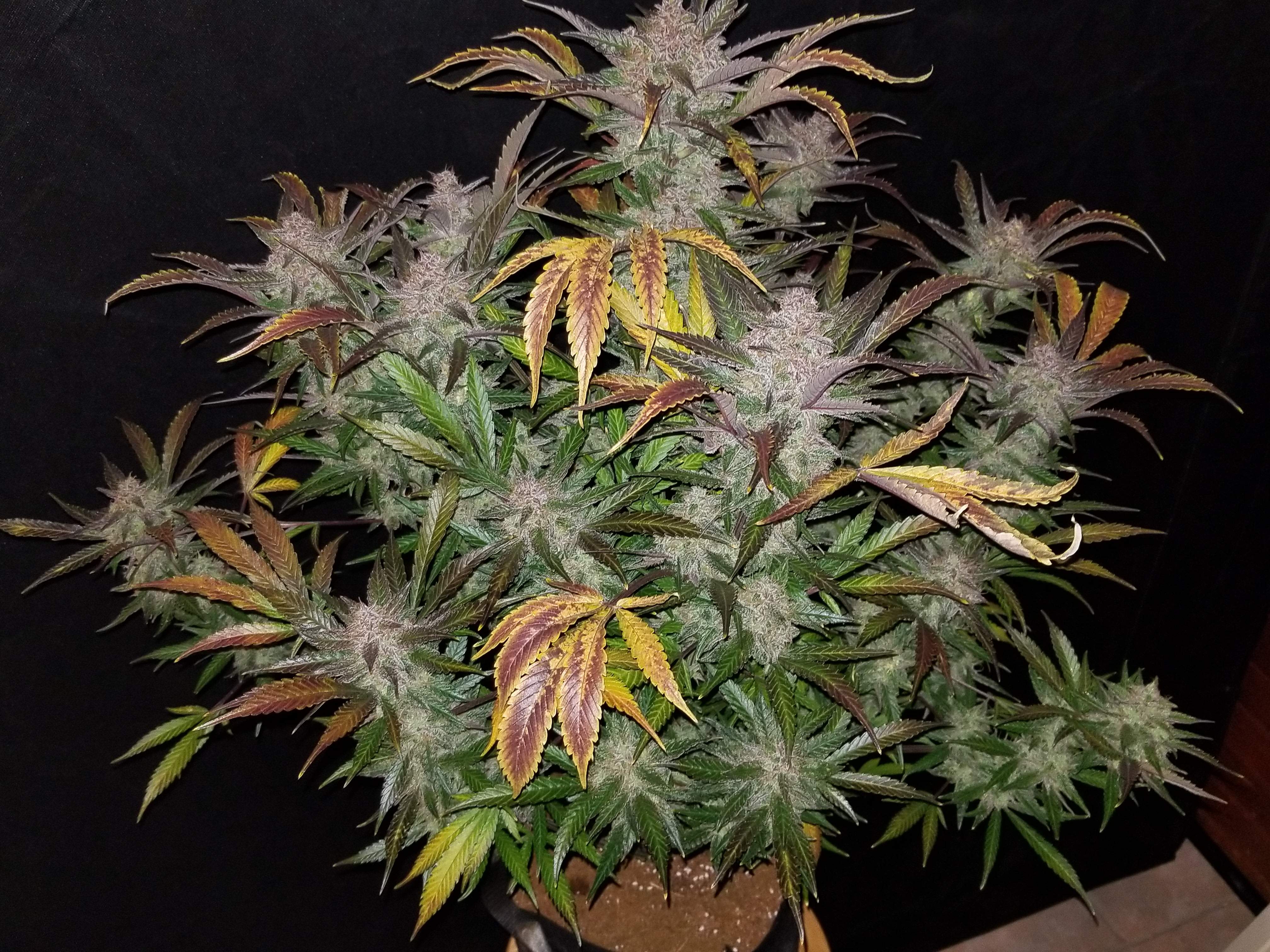 Fast Buds Cream Cookies Auto Feminisiert Autoflower