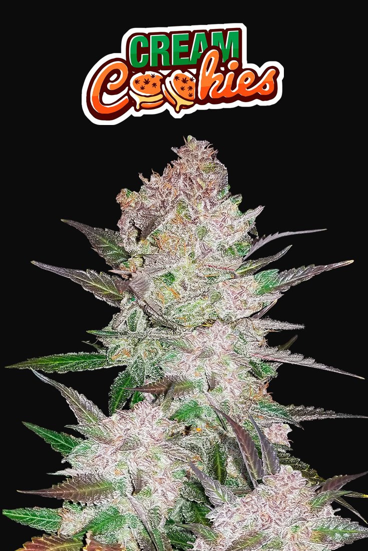 Fast Buds Cream Cookies Auto Feminisiert Autoflower