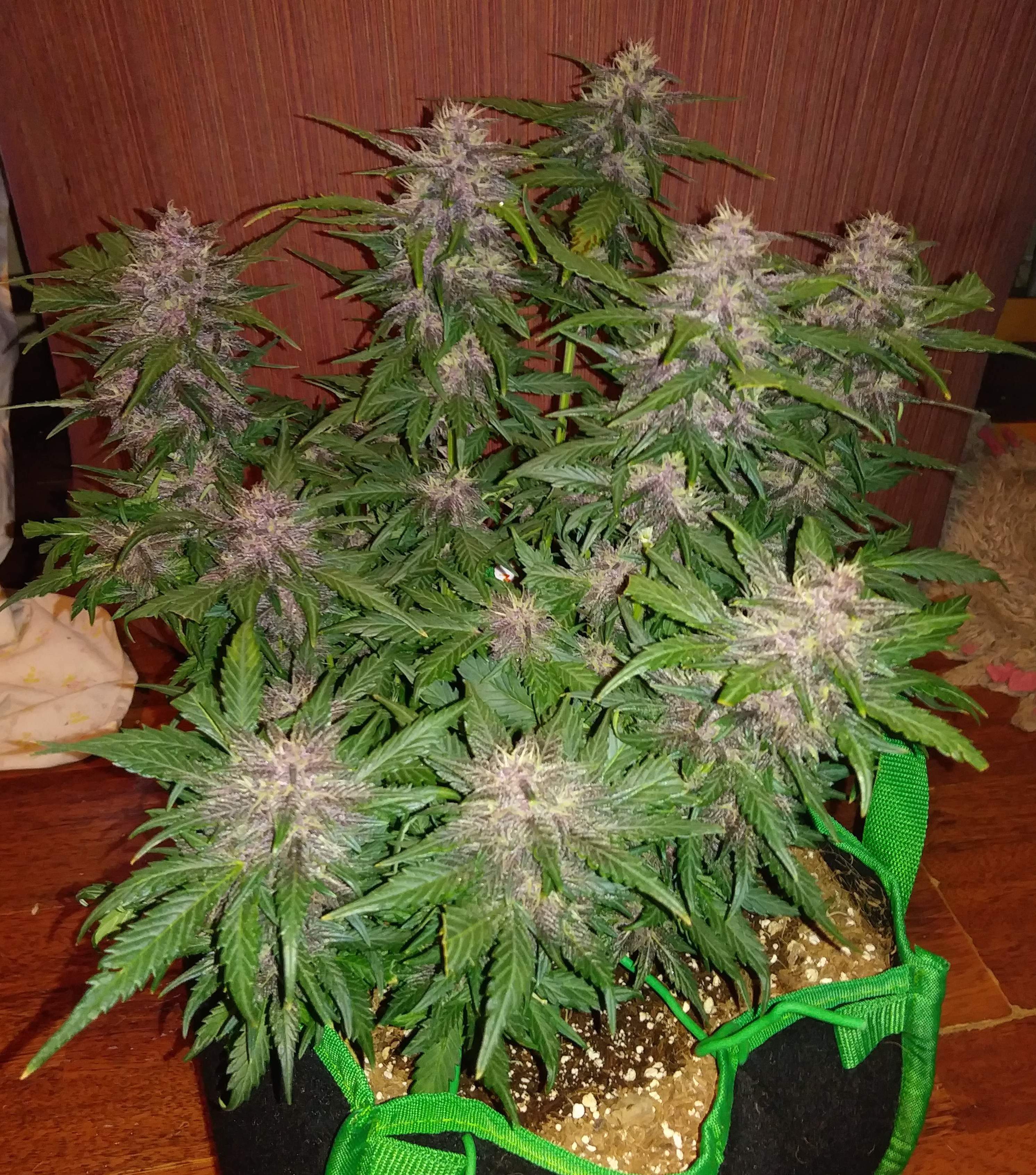 Fast Buds Crystal METH Auto Feminisiert Autoflower