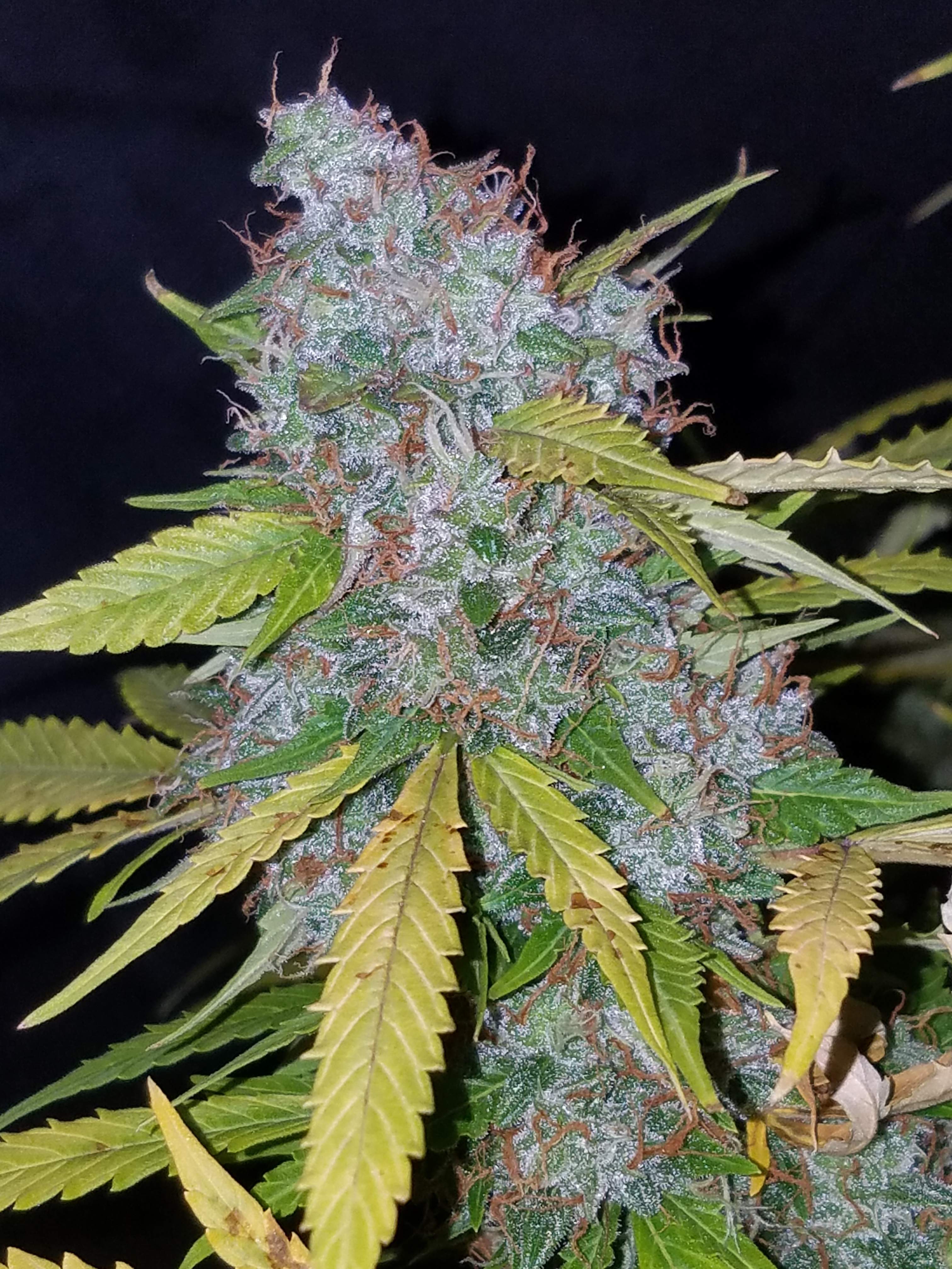 Fast Buds Californian Snow Auto Feminisierte Autoflower