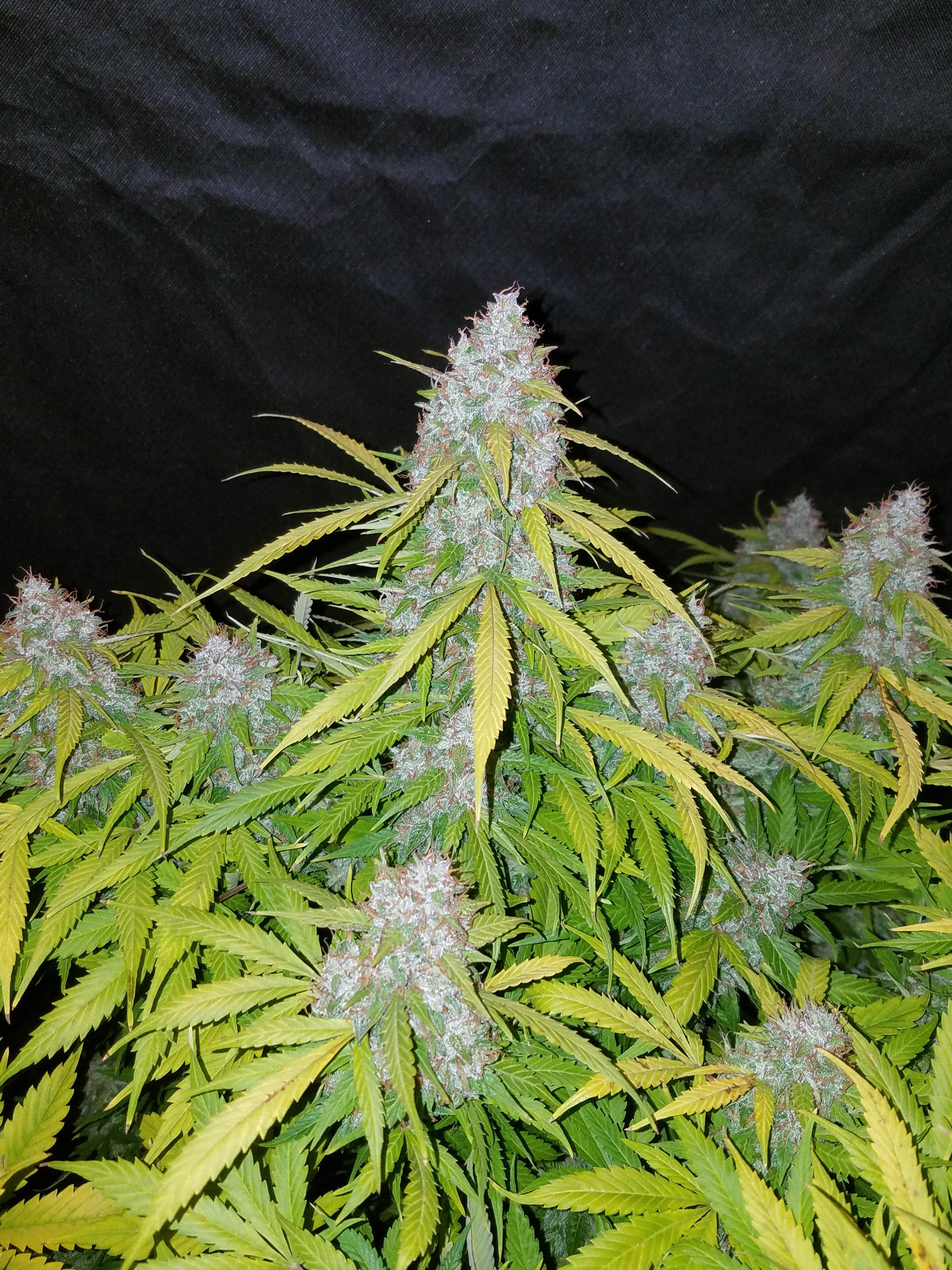 Fast Buds Californian Snow Auto Feminisierte Autoflower