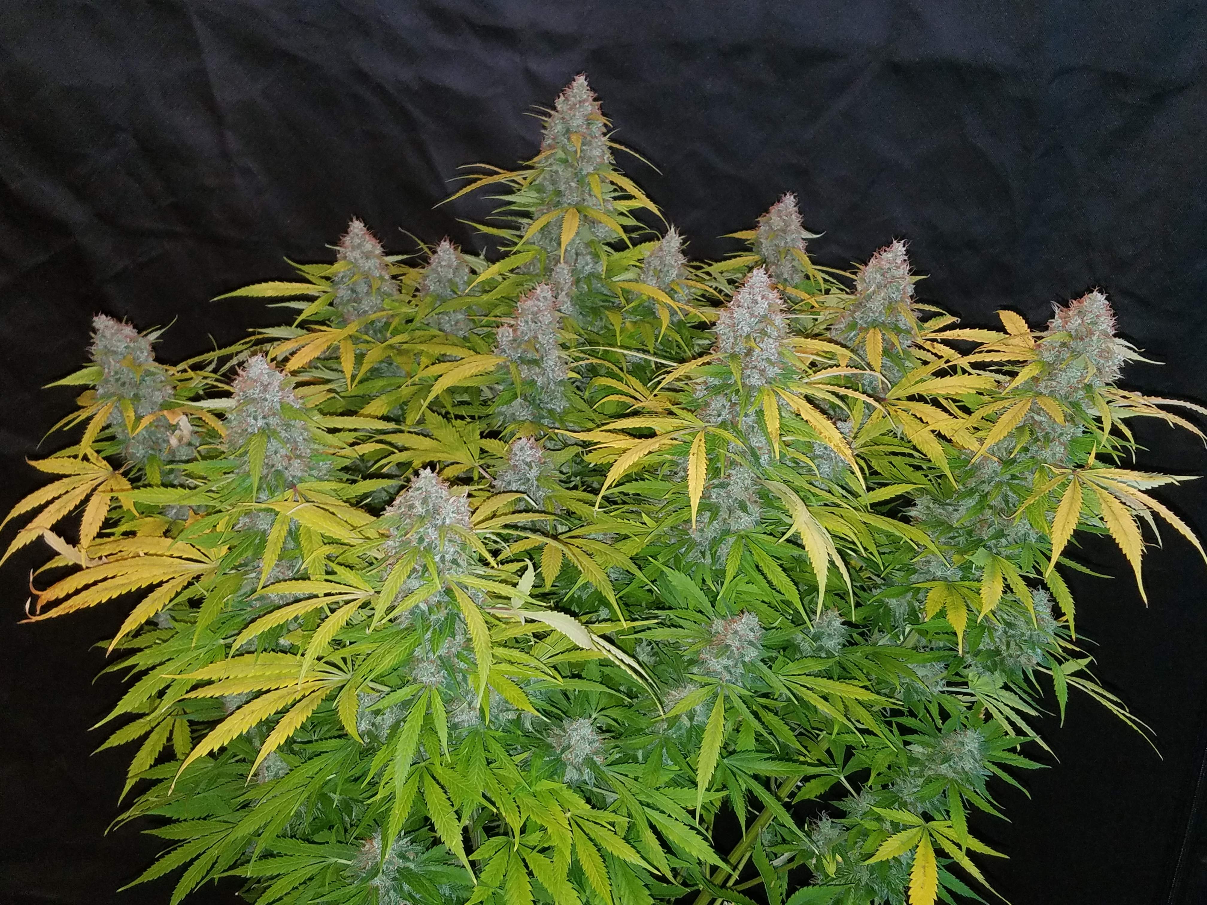 Fast Buds Californian Snow Auto Feminisierte Autoflower
