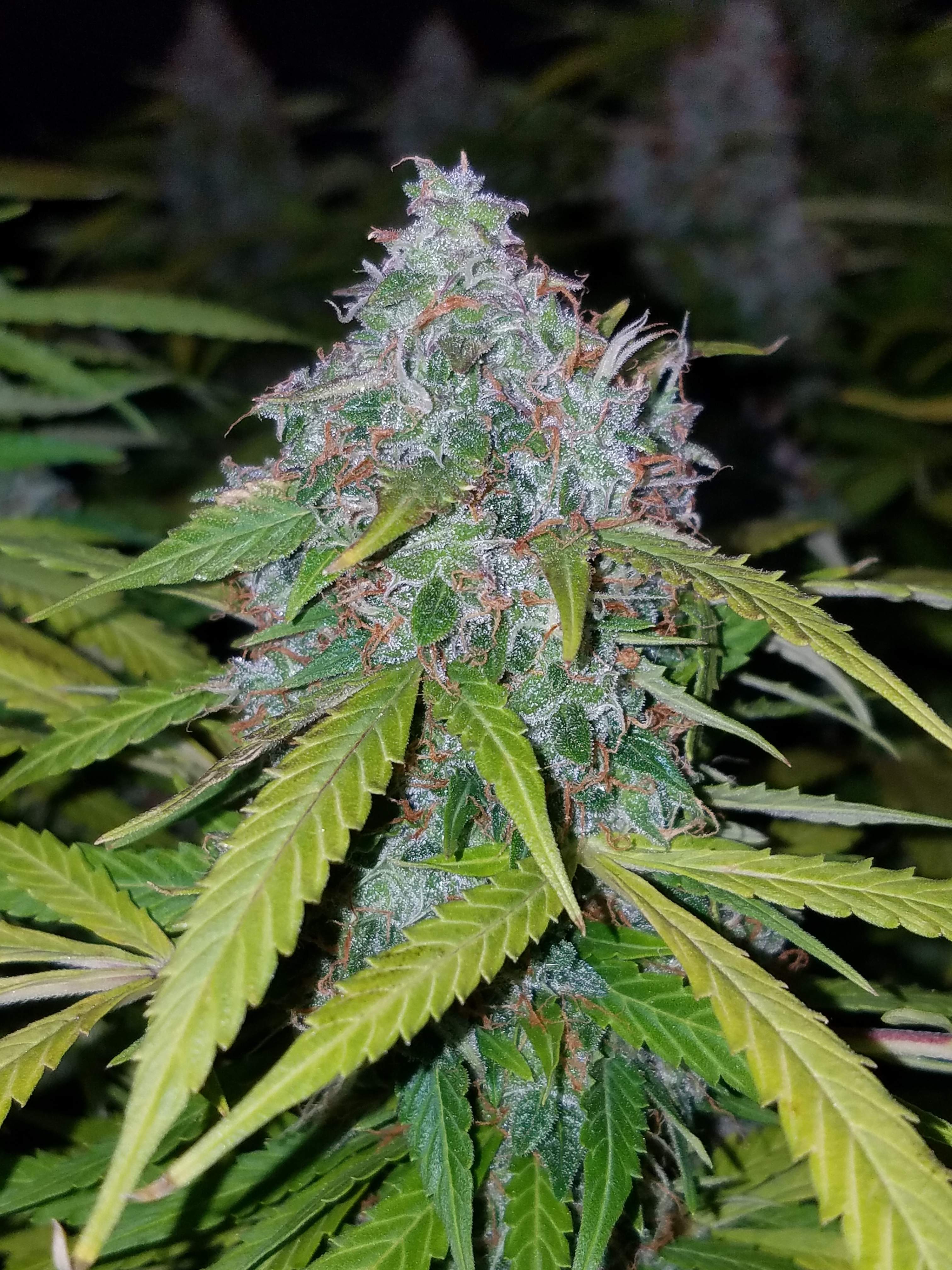 Fast Buds Californian Snow Auto Feminisierte Autoflower