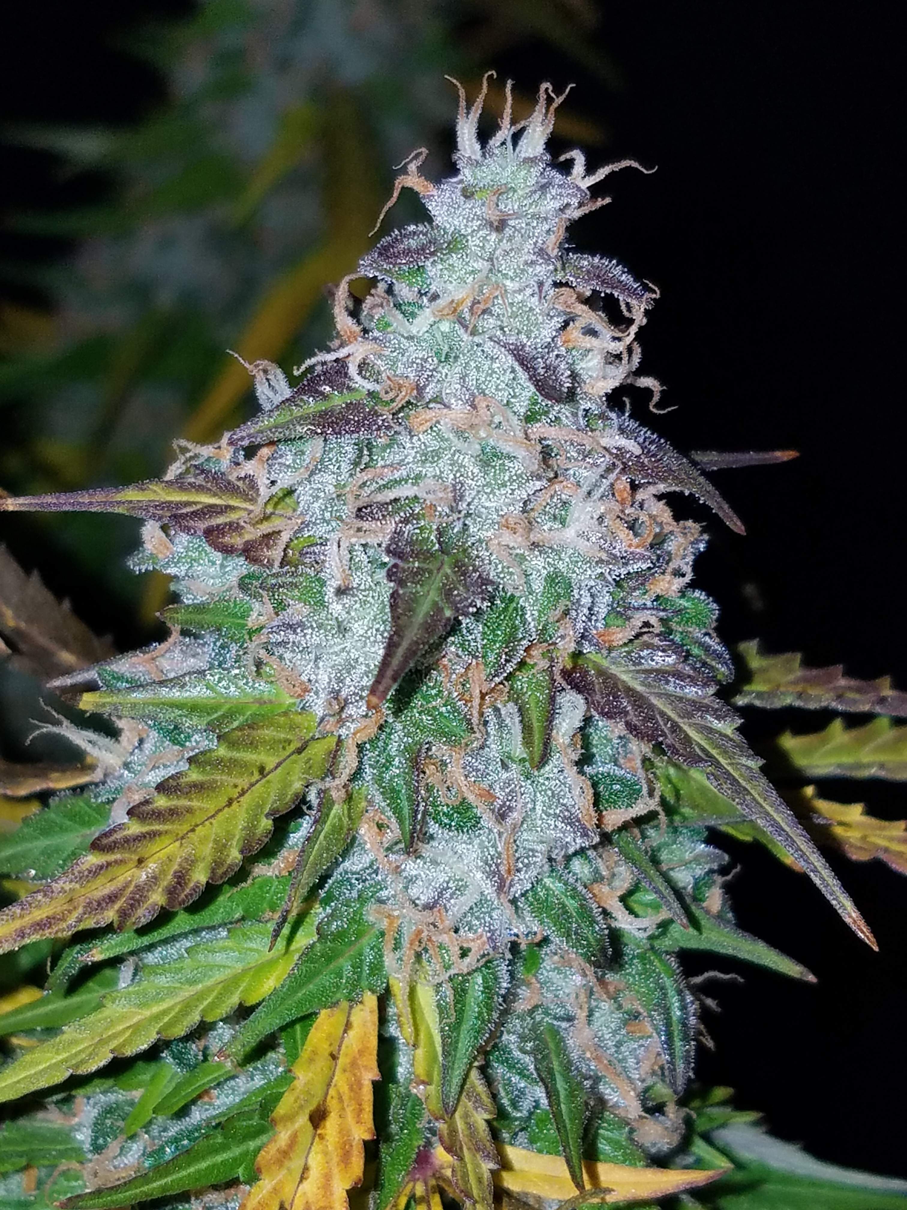 Fast Buds Californian Snow Auto Feminisierte Autoflower