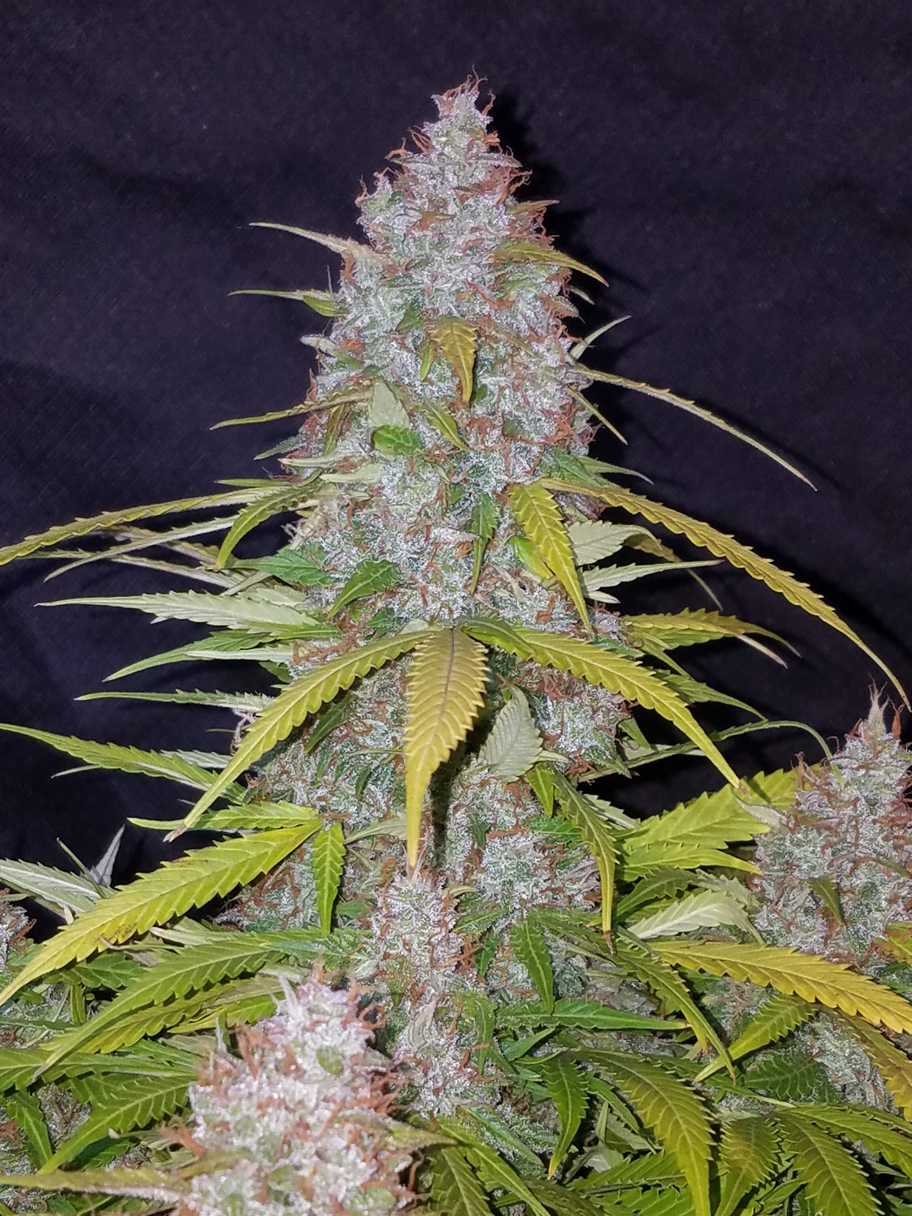 Fast Buds Californian Snow Auto Feminisierte Autoflower
