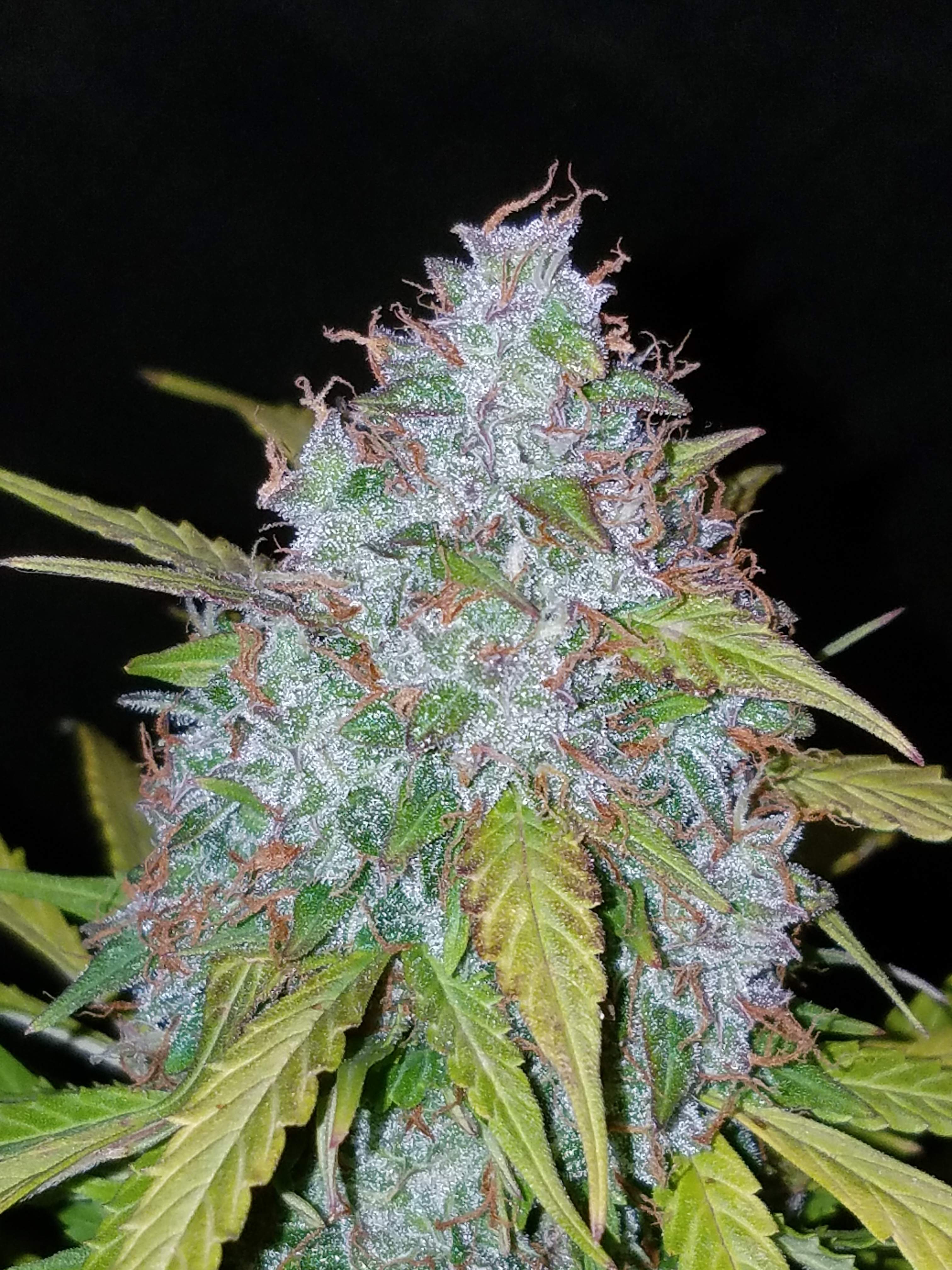 Fast Buds Californian Snow Auto Feminisierte Autoflower