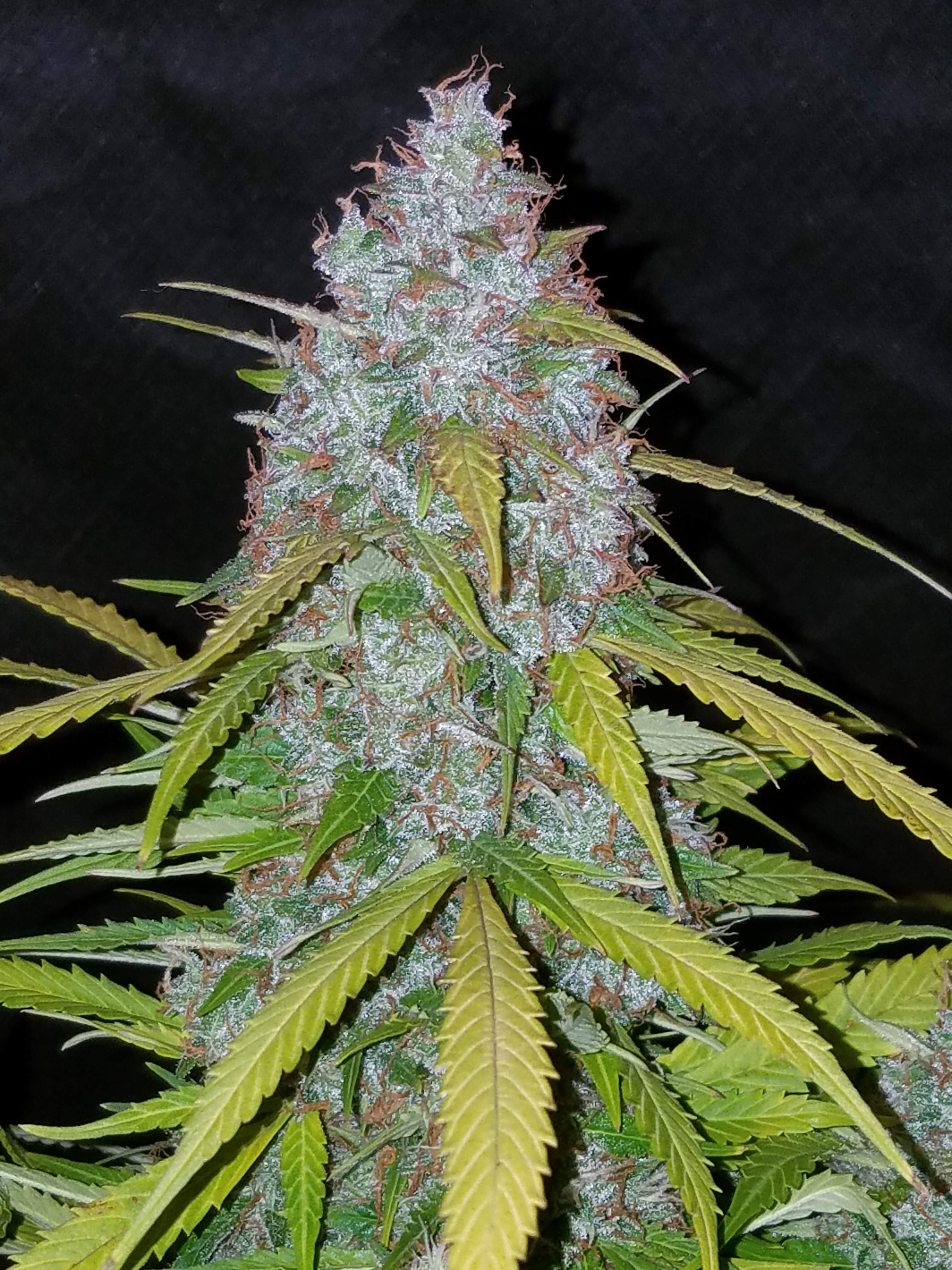 Fast Buds Californian Snow Auto Feminisierte Autoflower