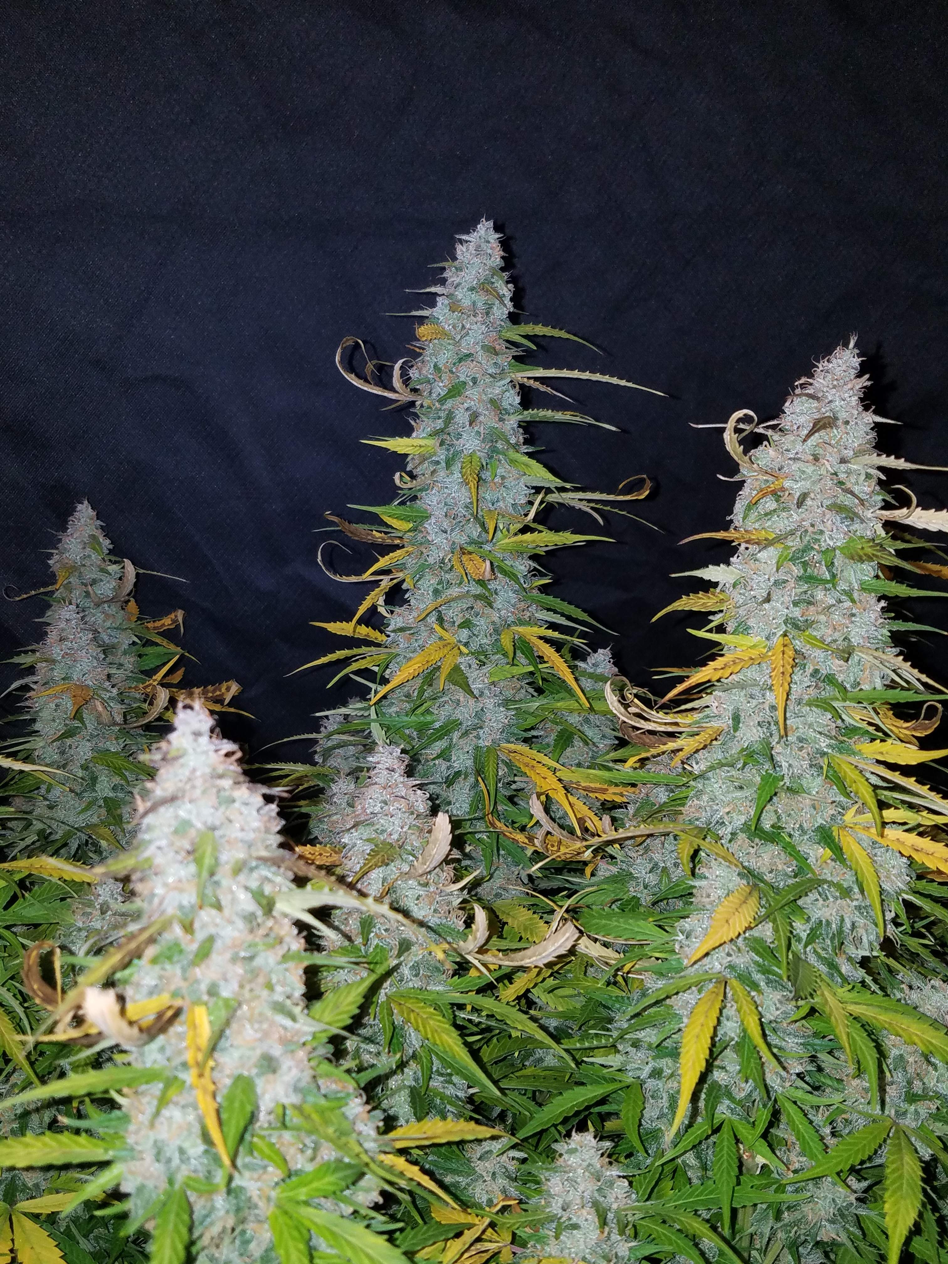 Fast Buds Californian Snow Auto Feminisierte Autoflower