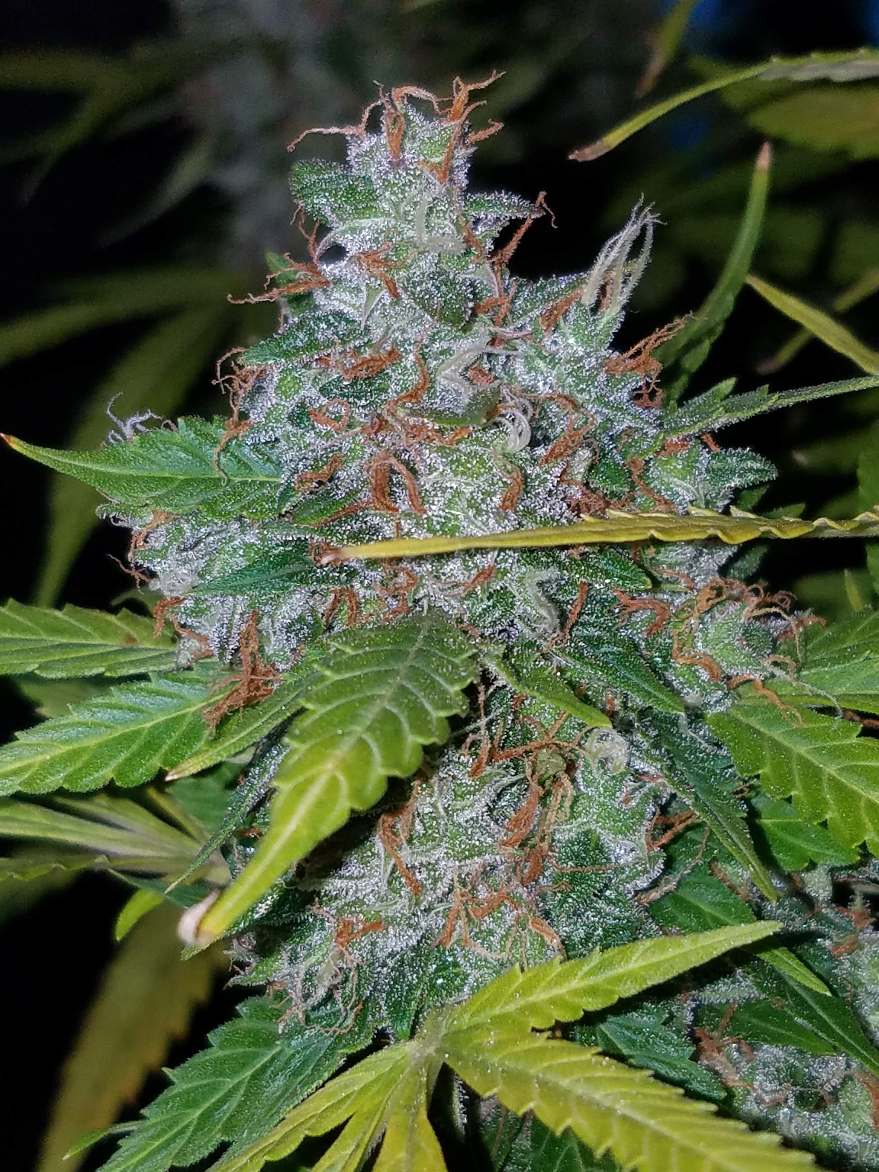 Fast Buds Californian Snow Auto Feminisierte Autoflower