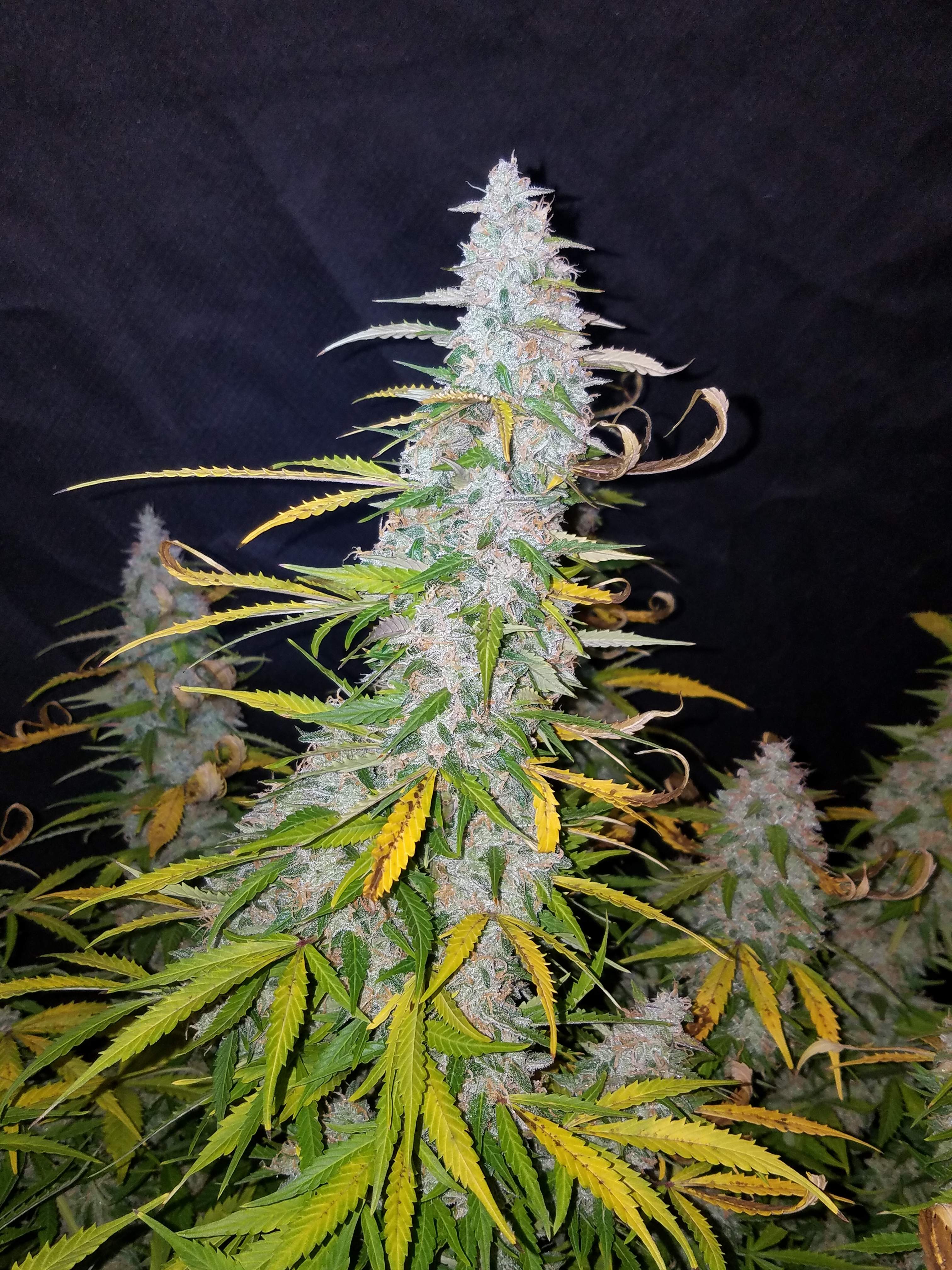 Fast Buds Californian Snow Auto Feminisierte Autoflower