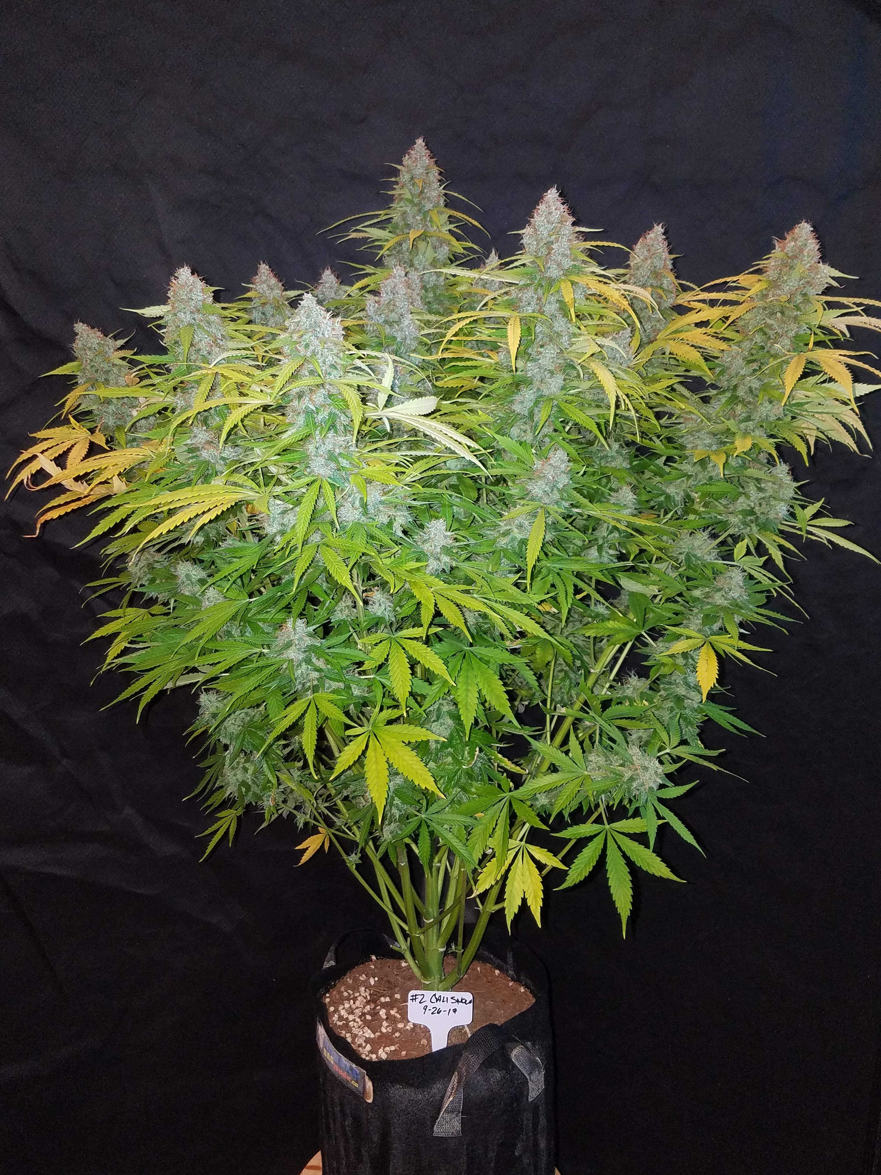 Fast Buds Californian Snow Auto Feminisierte Autoflower