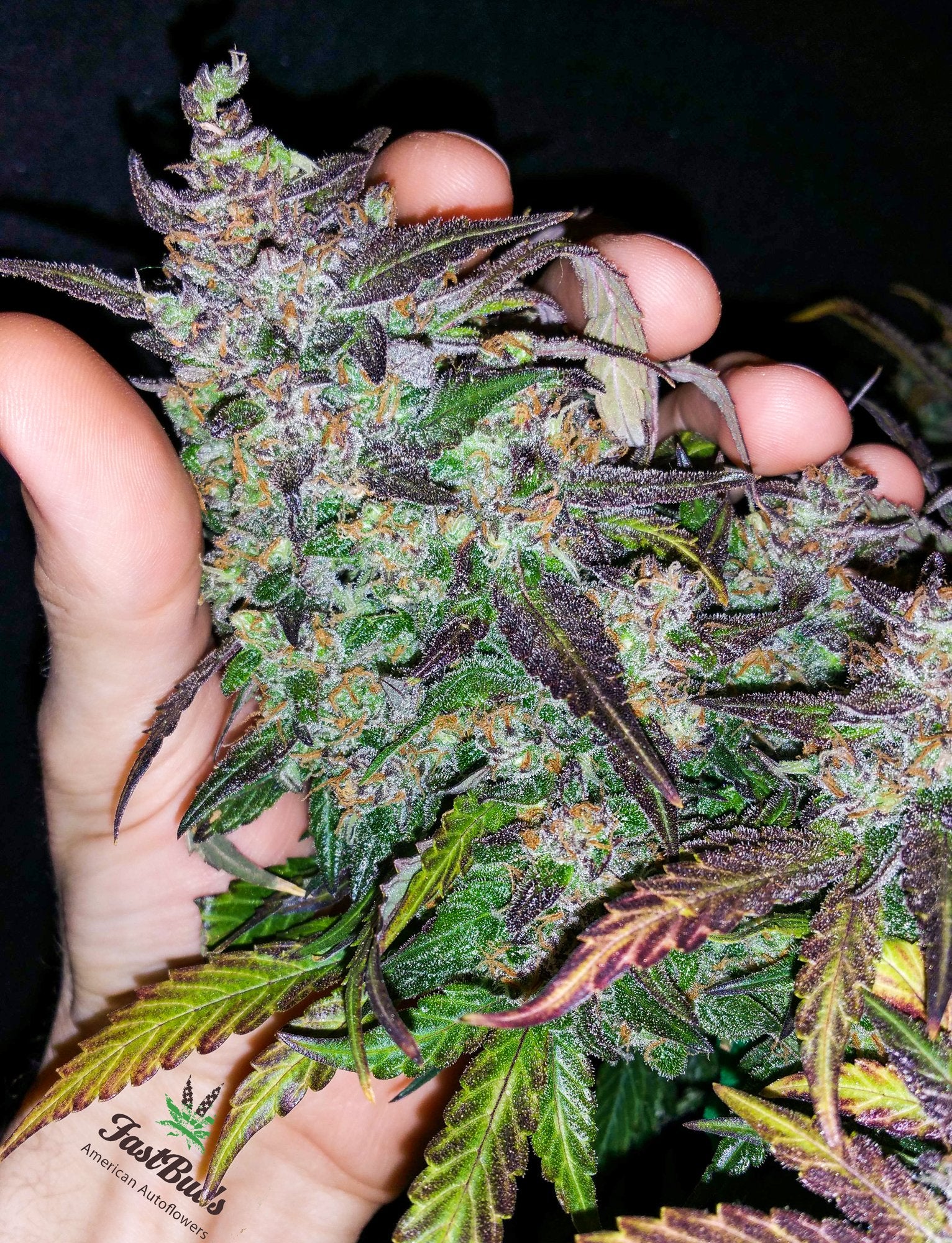 Fast Buds Fastberry Auto Feminisiert Autoflower