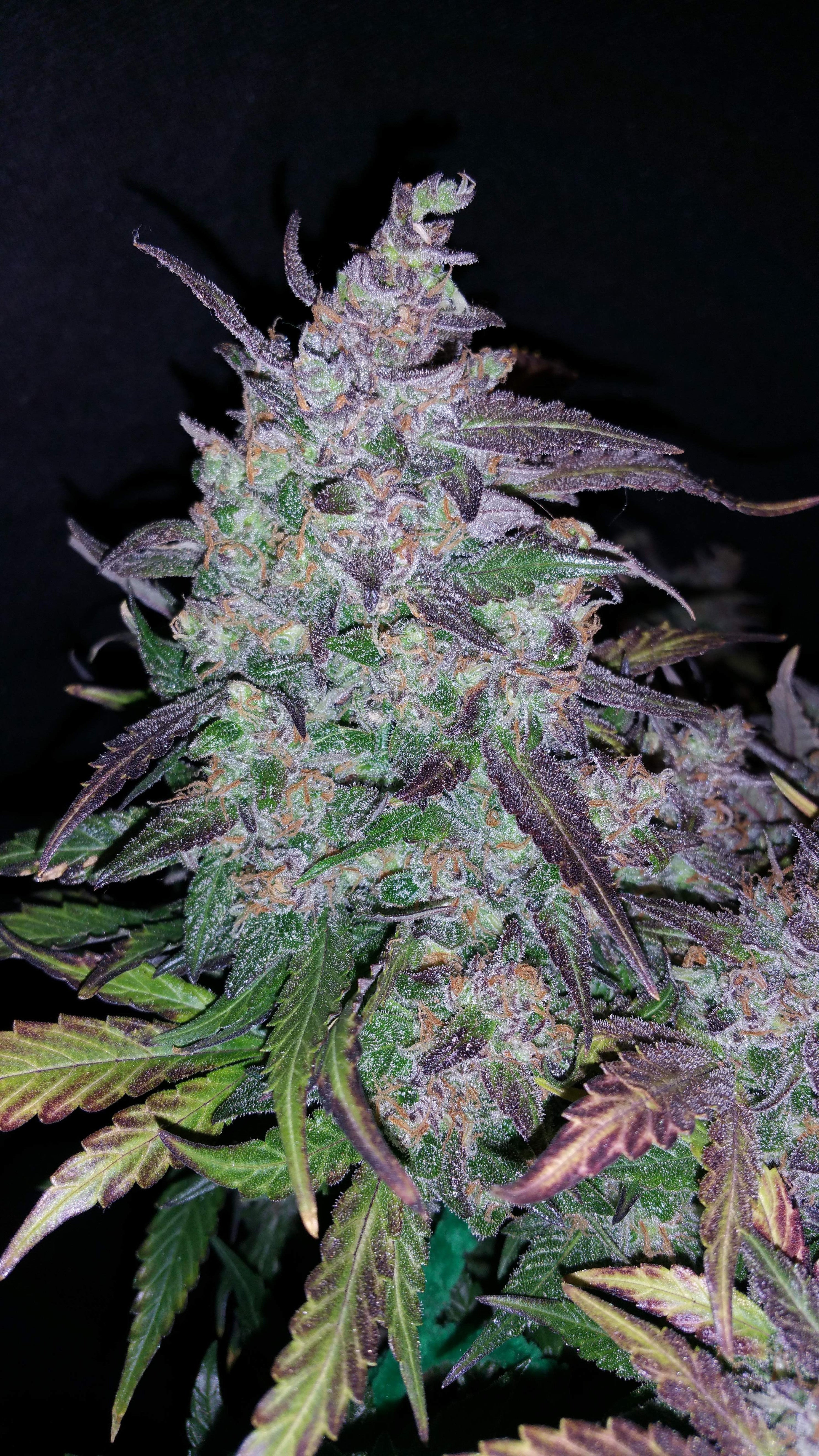 Fast Buds Fastberry Auto Feminisiert Autoflower