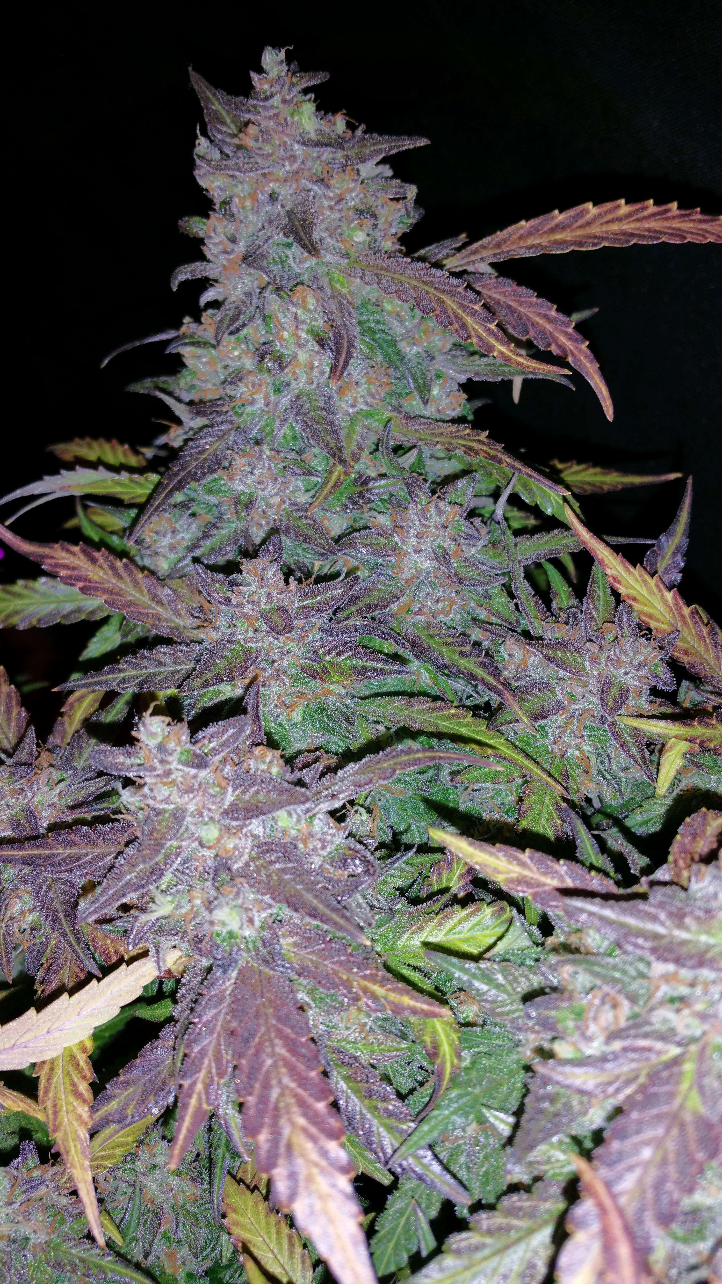 Fast Buds Fastberry Auto Feminisiert Autoflower