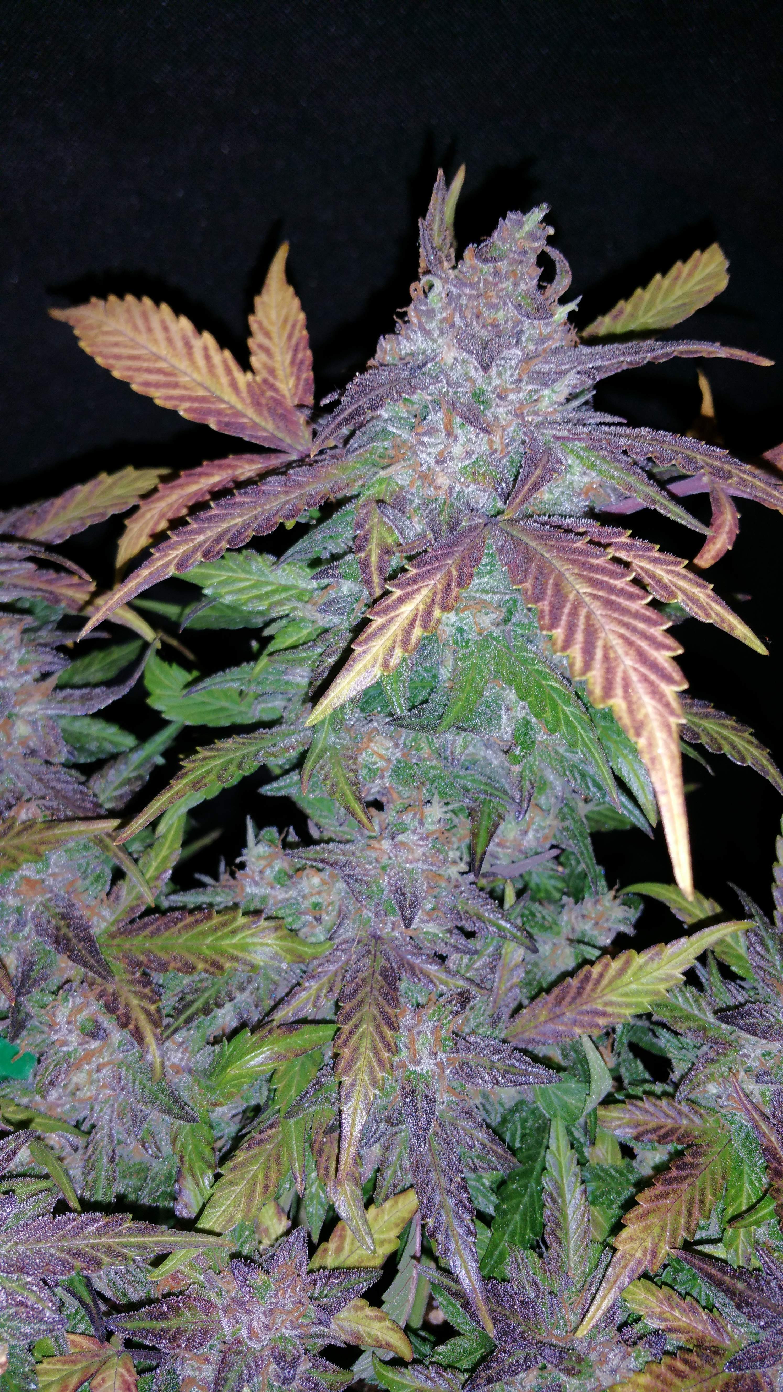 Fast Buds Fastberry Auto Feminisiert Autoflower
