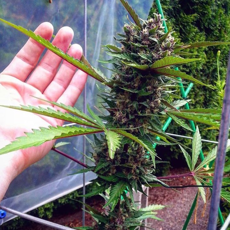 Fast Buds Fastberry Auto Feminisiert Autoflower
