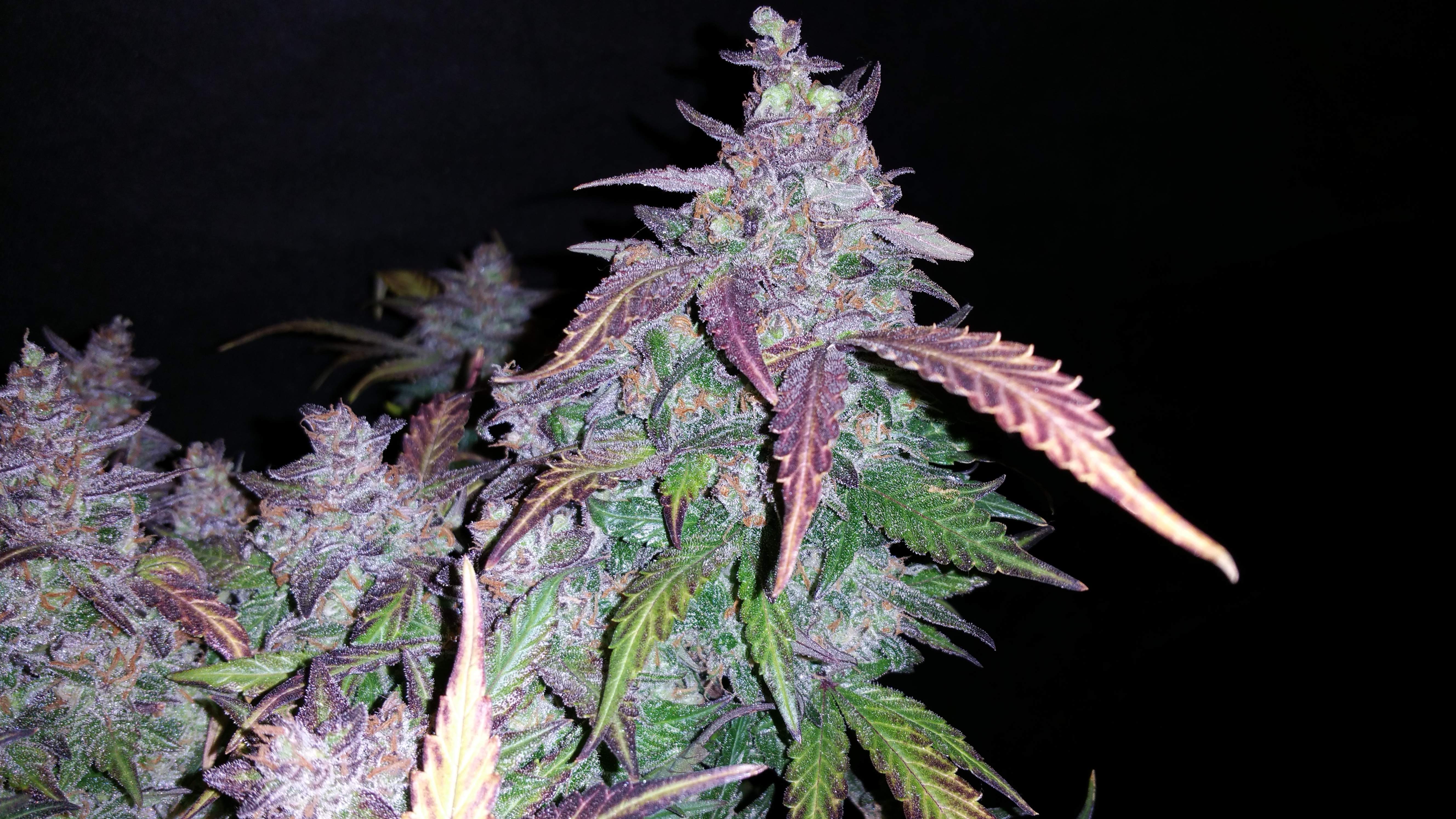 Fast Buds Fastberry Auto Feminisiert Autoflower