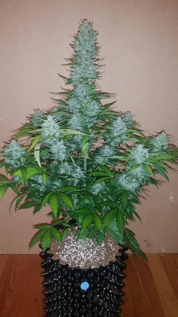 Fast Buds G14 Auto Feminisiert Autoflower