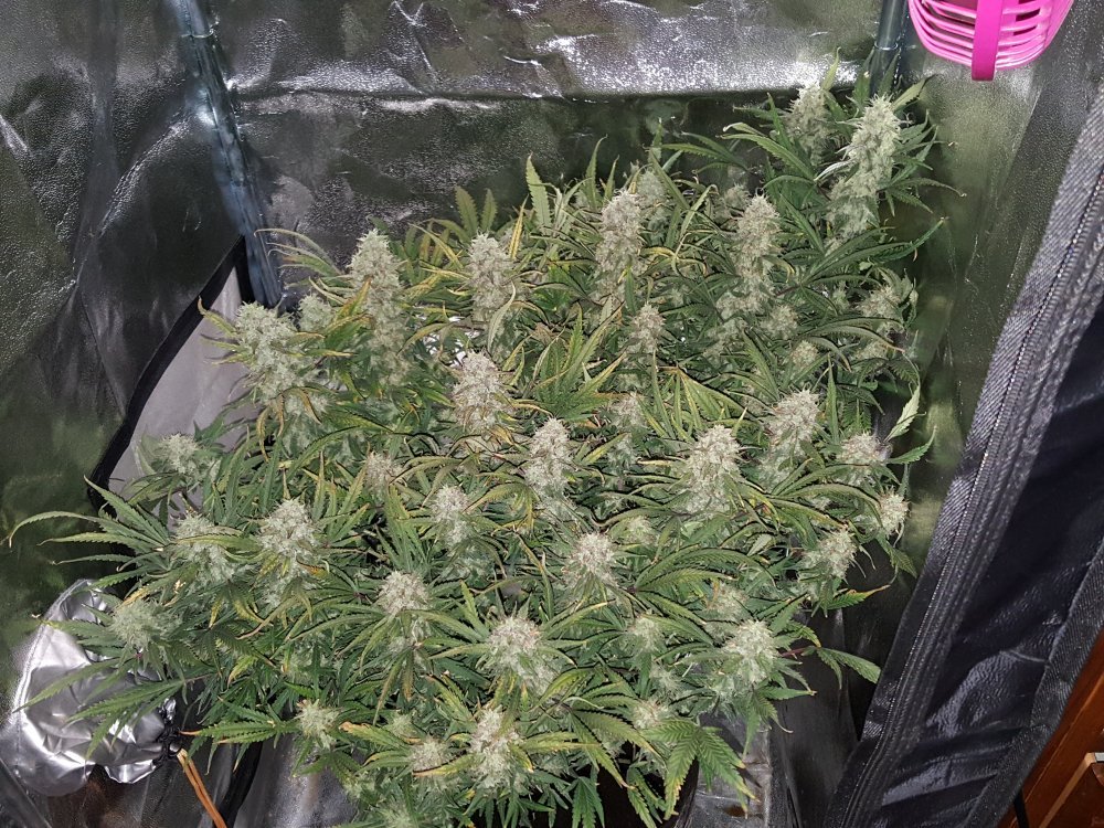 Fast Buds Grapefruit´matic Auto Feminisiert Autoflower