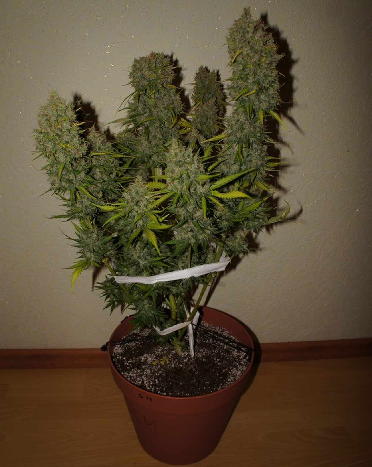 Fast Buds Grapefruit´matic Auto Feminisiert Autoflower