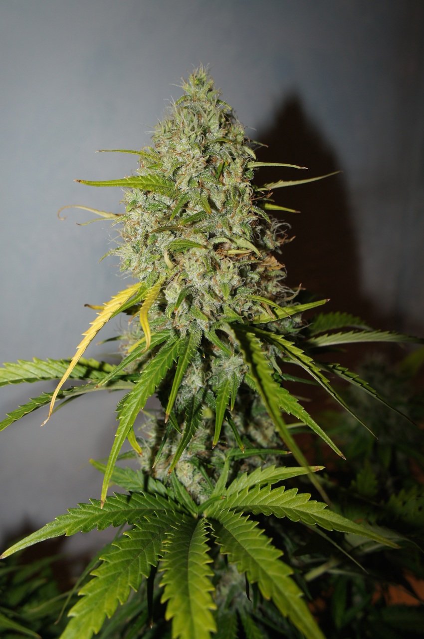 Fast Buds Grapefruit´matic Auto Feminisiert Autoflower