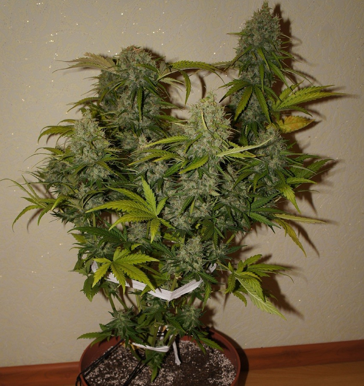 Fast Buds Grapefruit´matic Auto Feminisiert Autoflower