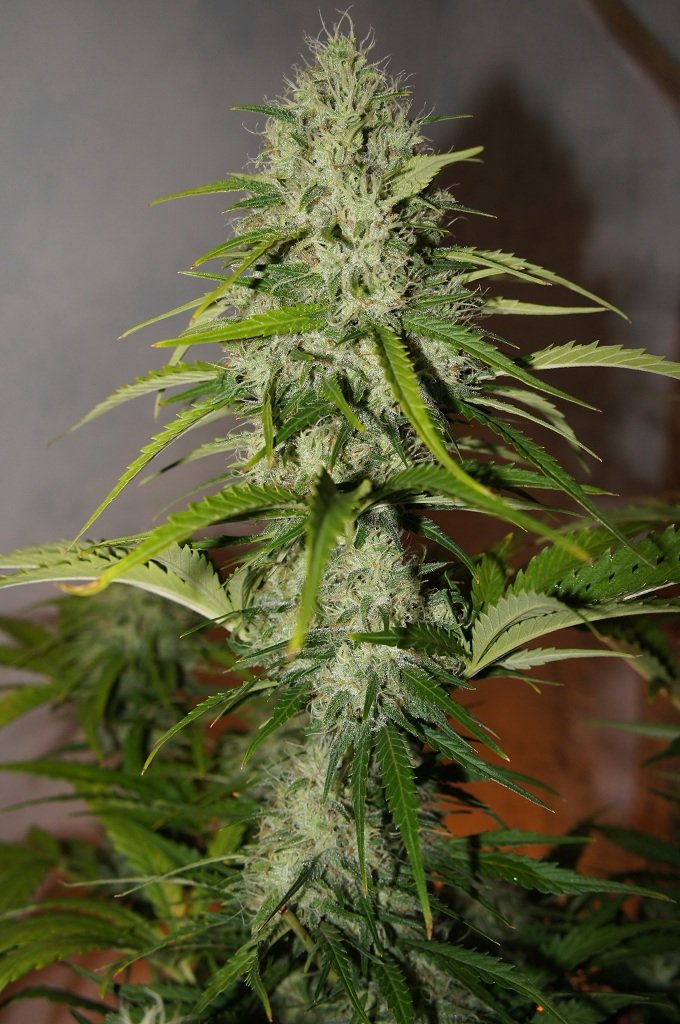 Fast Buds Grapefruit´matic Auto Feminisiert Autoflower