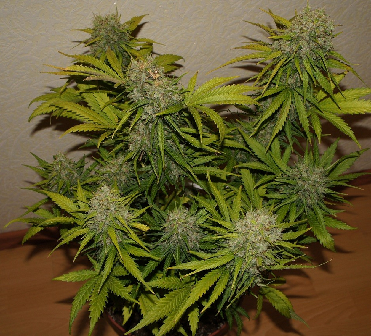 Fast Buds Grapefruit´matic Auto Feminisiert Autoflower